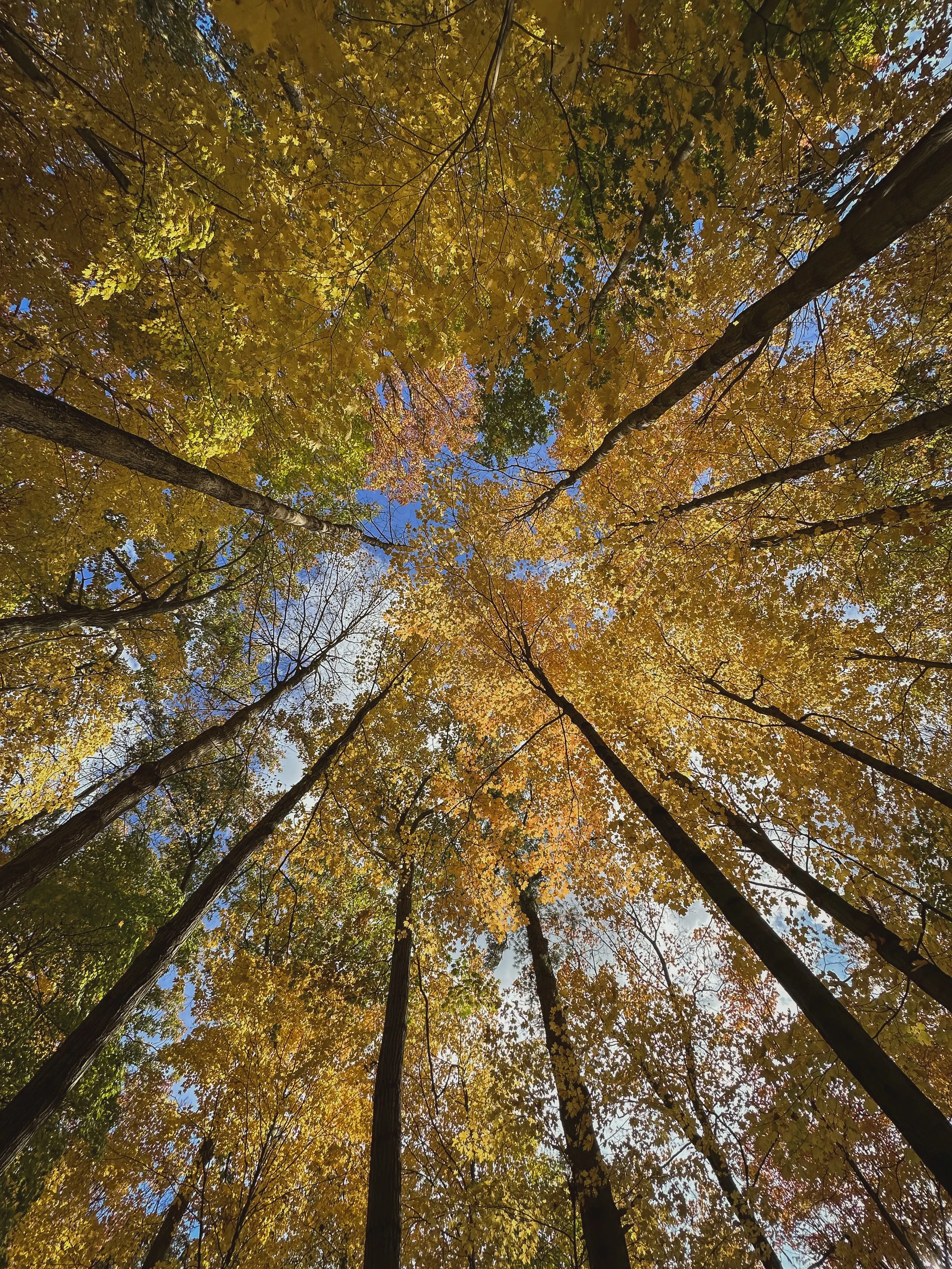 Looking straight up at tall trees crowned with golden autumn leaves against a blue sky