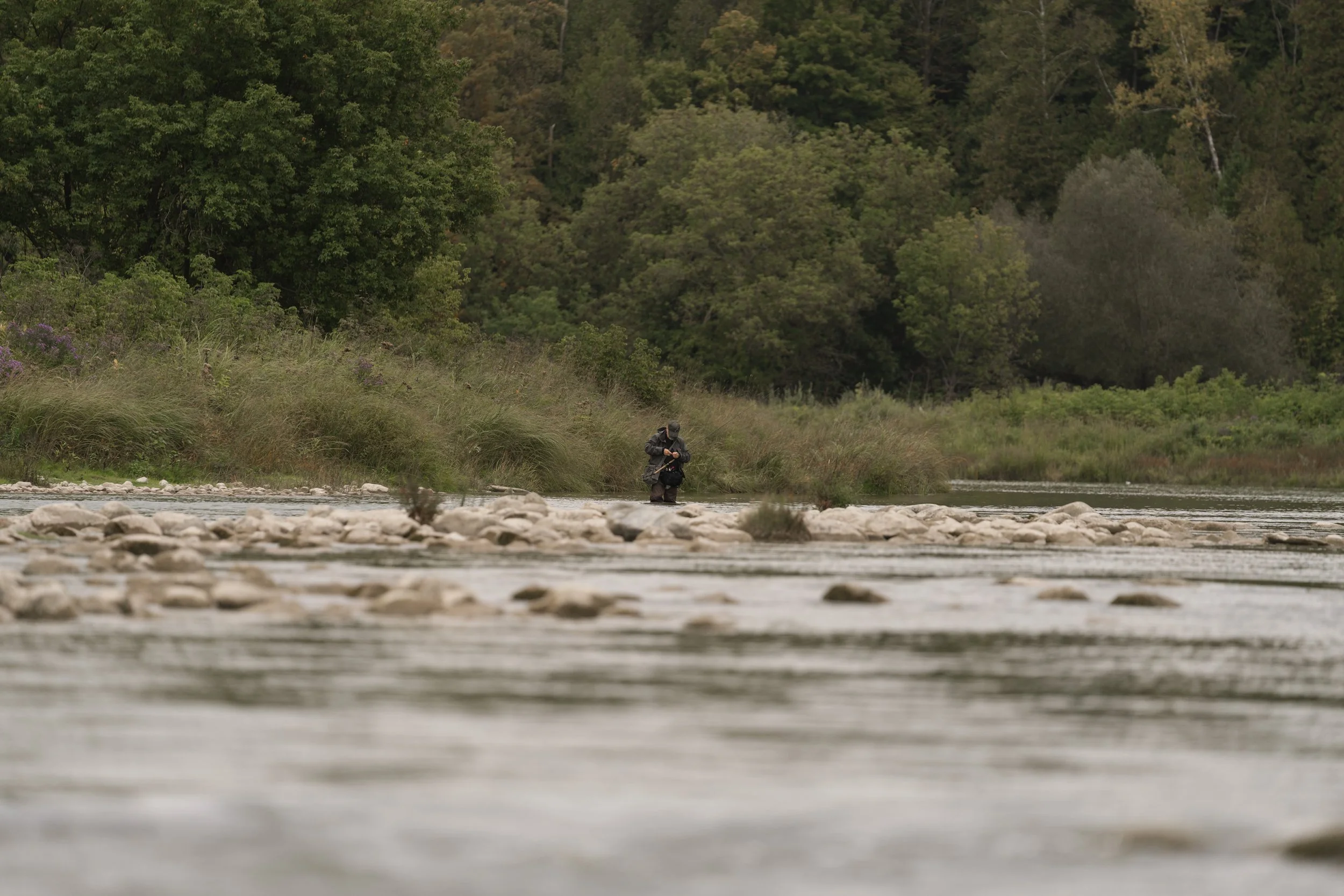 Lone fly angler standing in a broad river below wooded banks