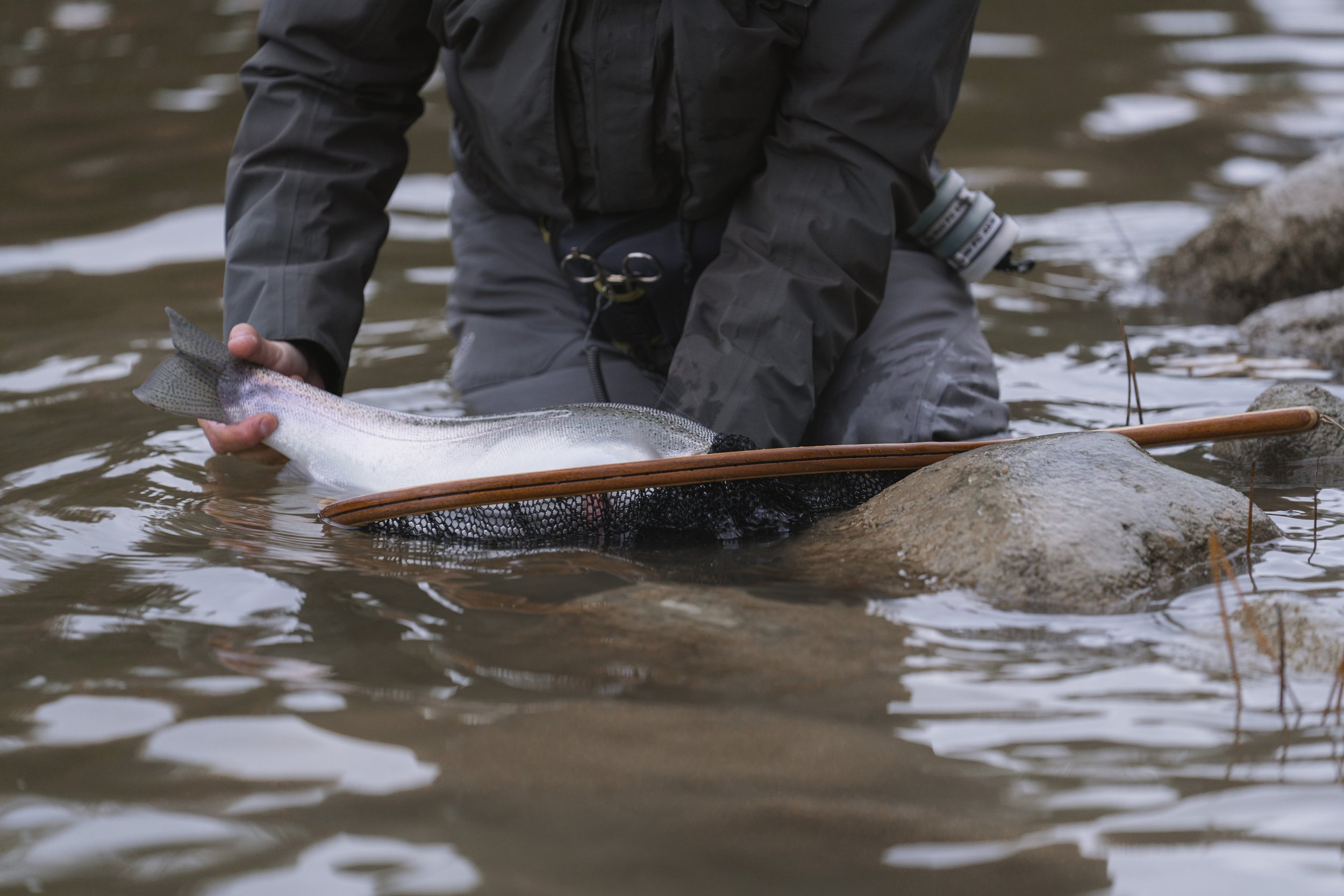 Angler crouching to release a bright steelhead beside a Cedar net in shallow water