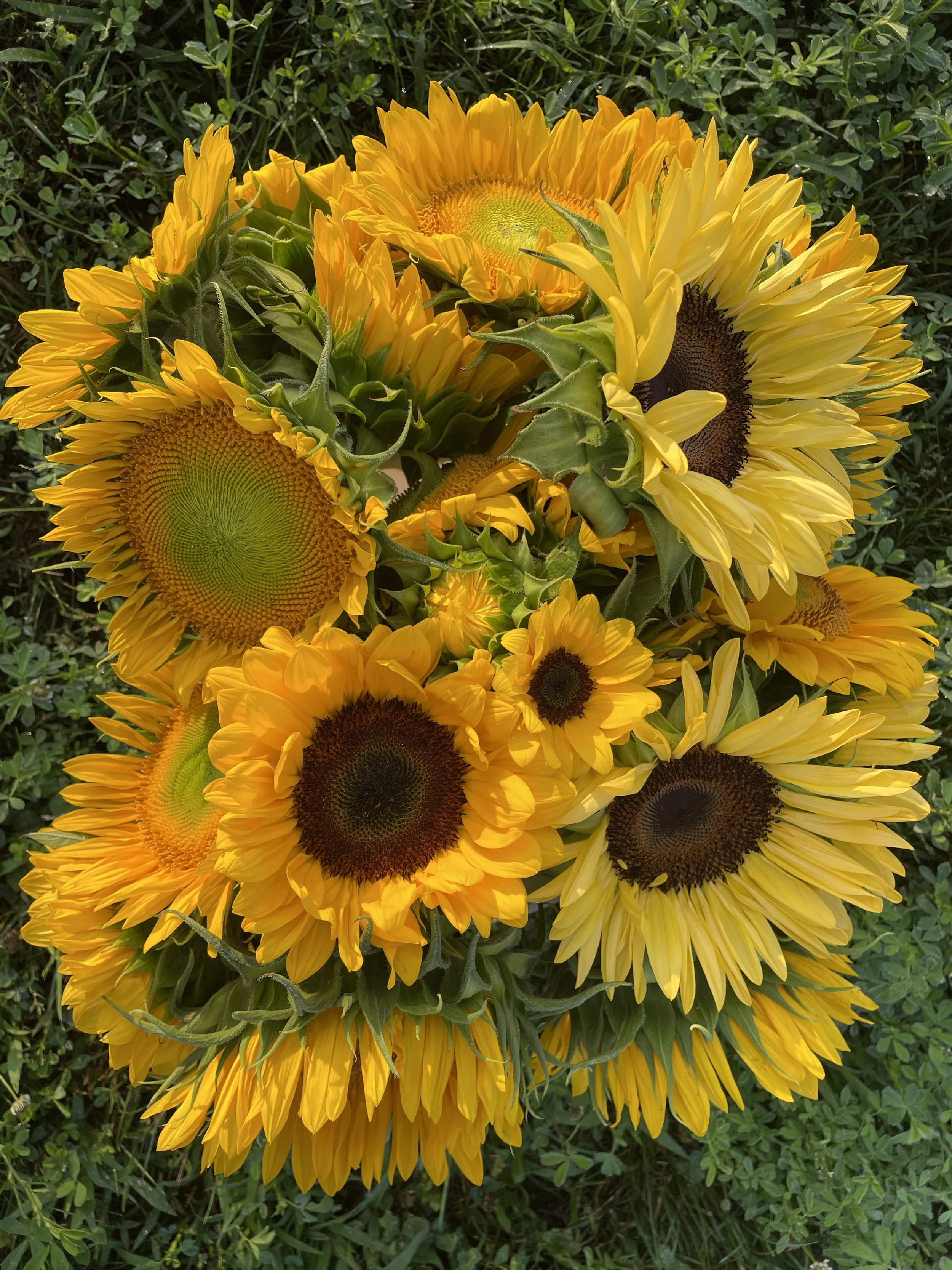 A bunch of blooming yellow sunflowers.