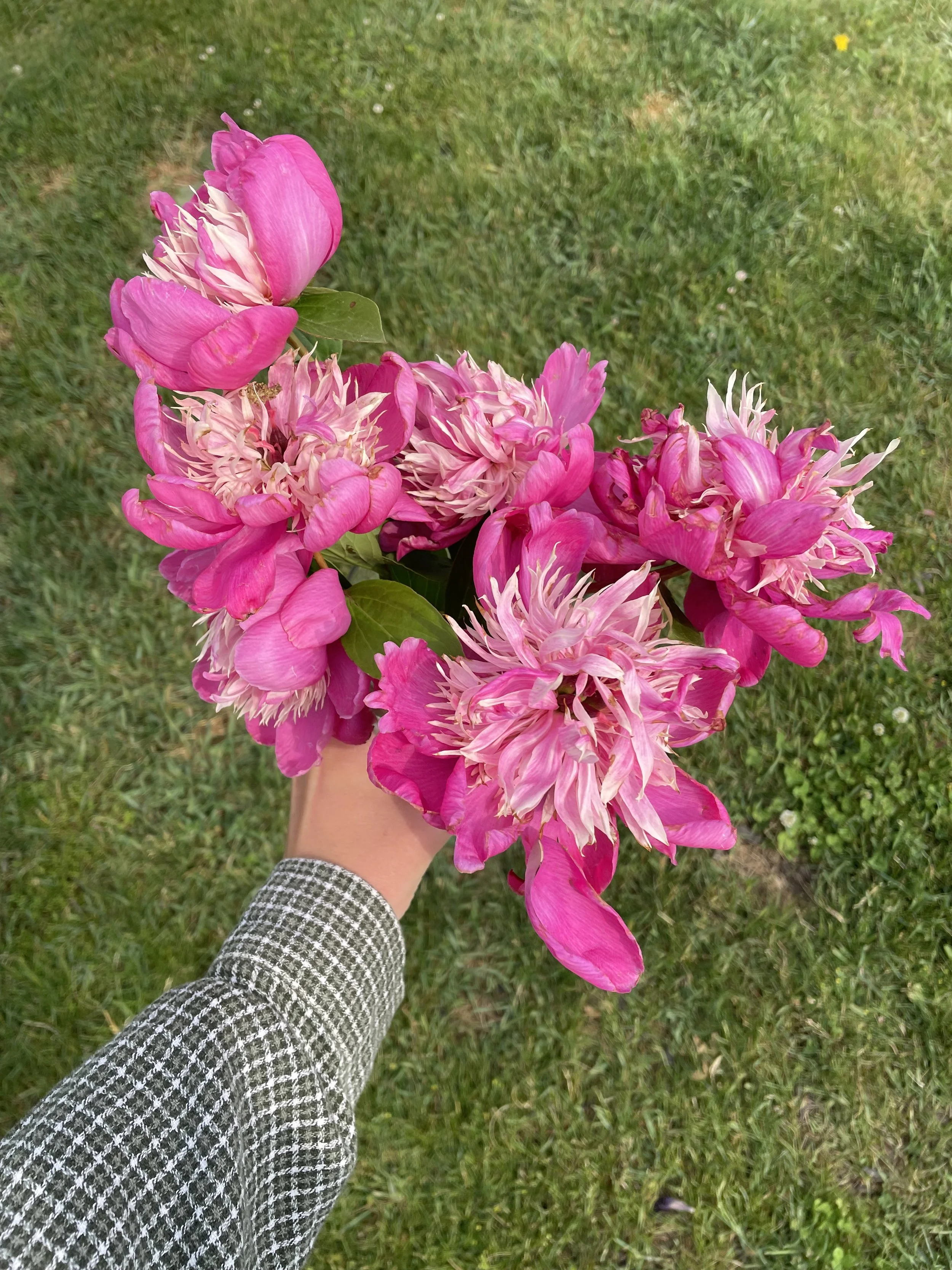 Person holding a bouquet of pink flowers over a grassy background.