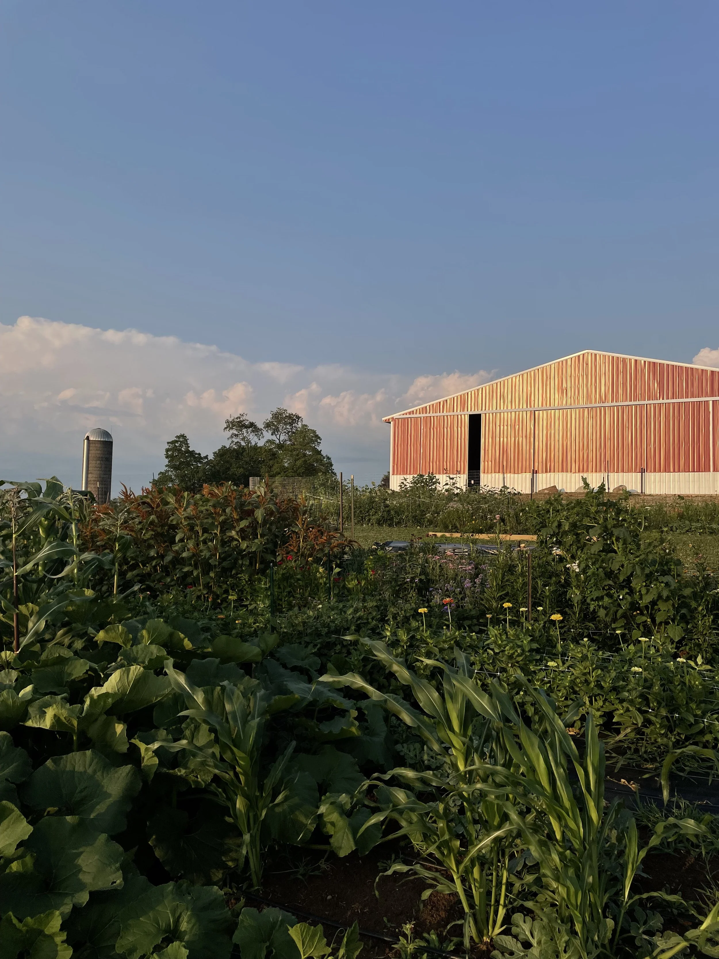 A farm with various green plants and crops, a large red barn, and a blue sky with some clouds.