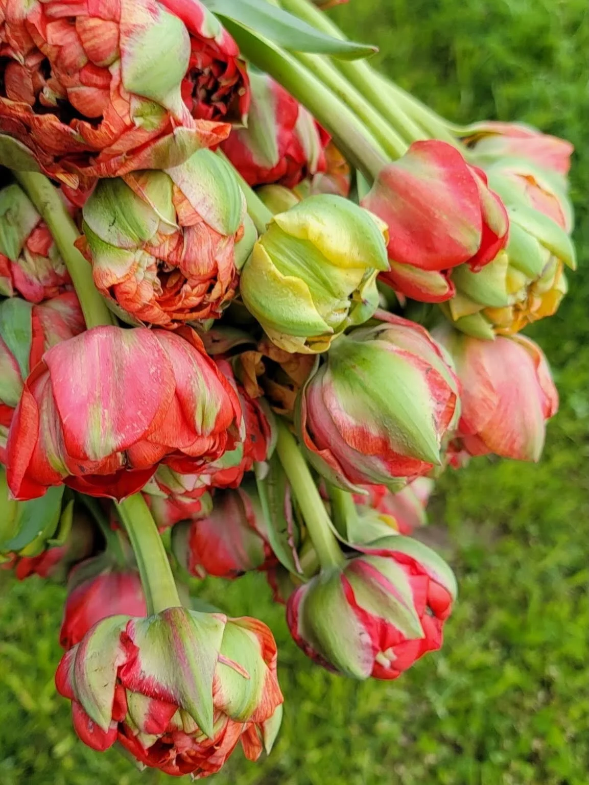 Close-up of bright pink tulips with a grassy background.