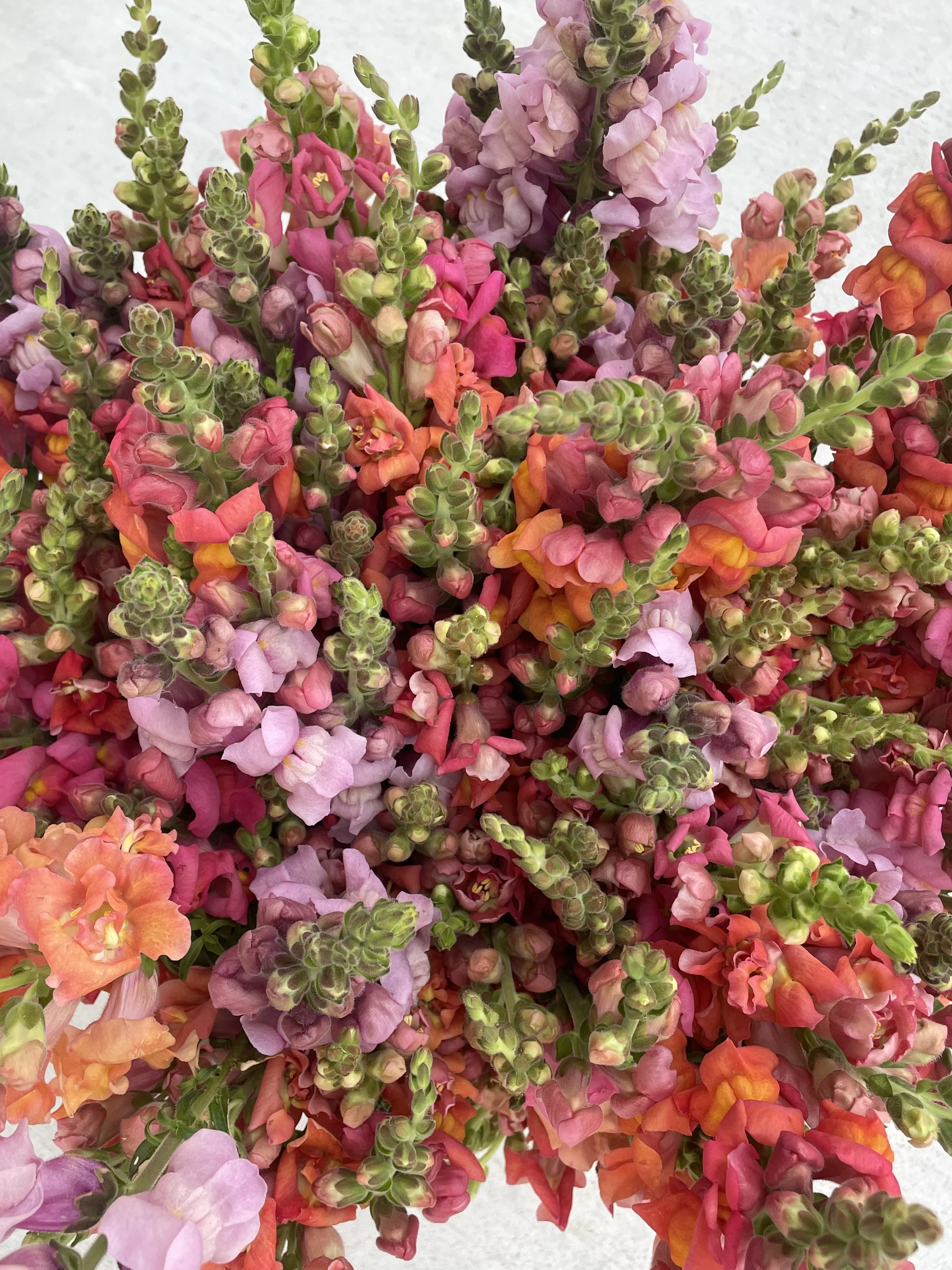 Close-up of colorful snapdragon flowers in shades of pink, purple, orange, and yellow, with some buds still developing.