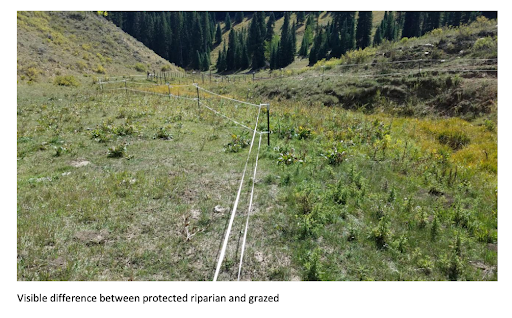 Riparian Restoration Program 1.png
