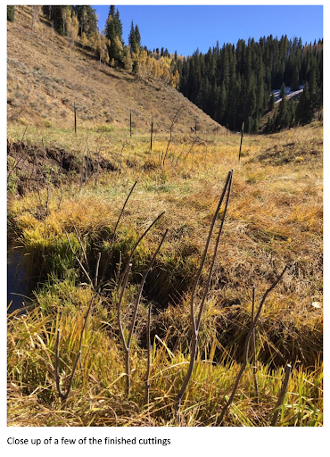 Riparian Restoration Program 2.png