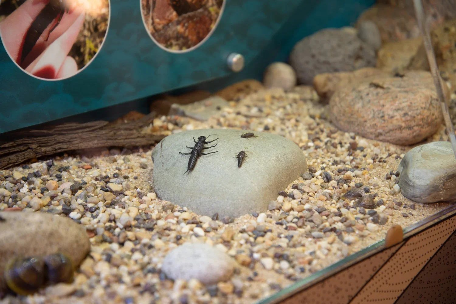 Macroinvertebrates contribute to fish, fowl and mammal diets in the watershed.