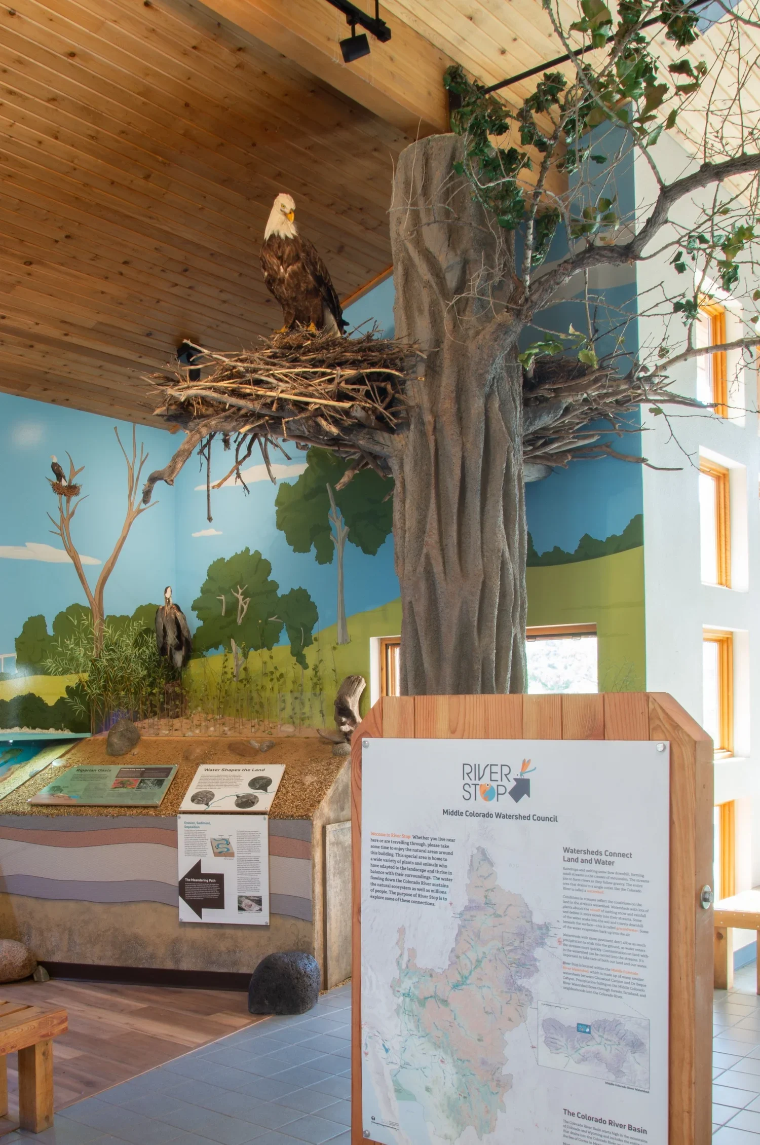 Eagles, herons and multiple bird species are important part of the river environment.