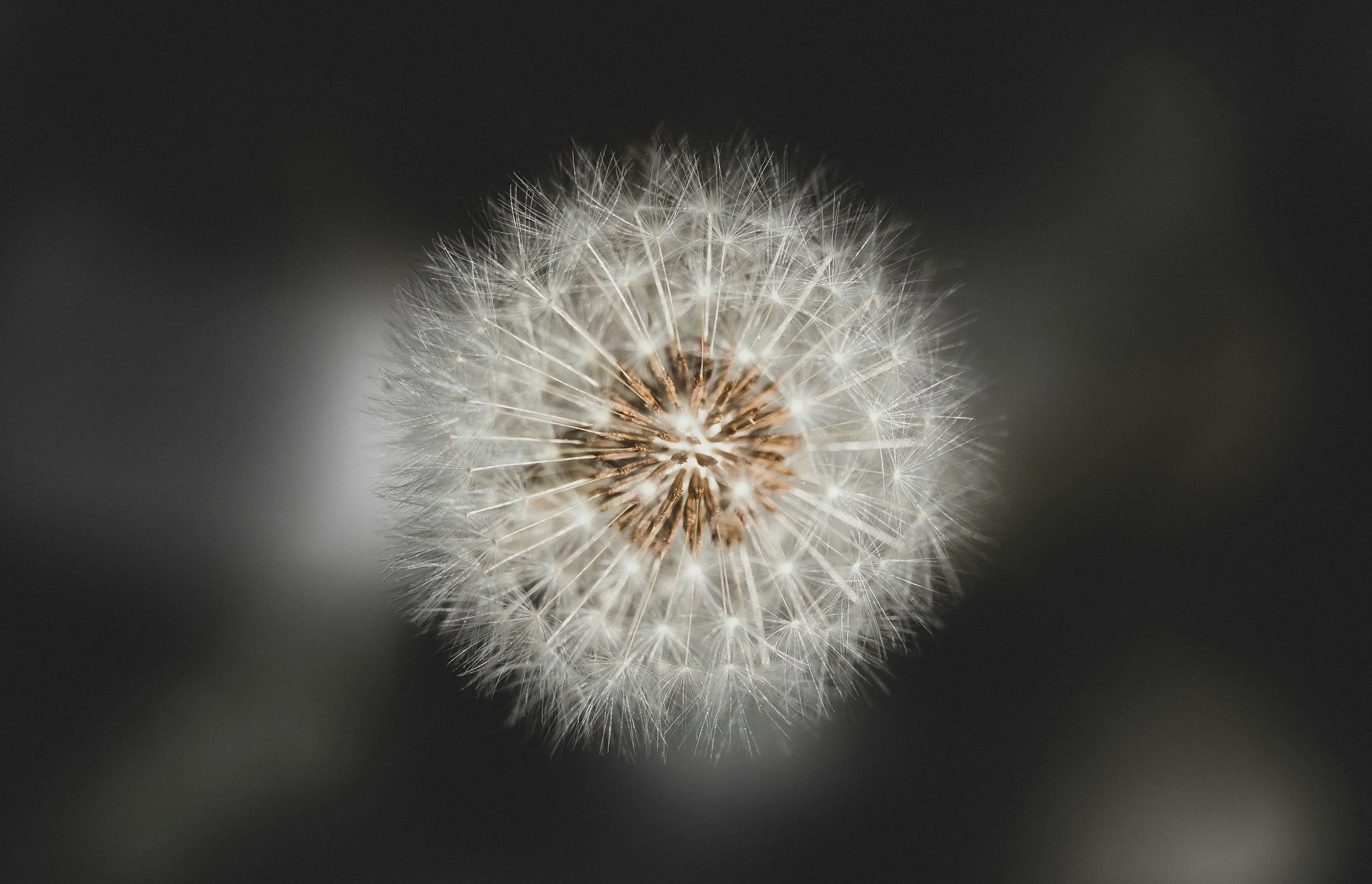 Close-up of a dandelion seed head with a dark background.