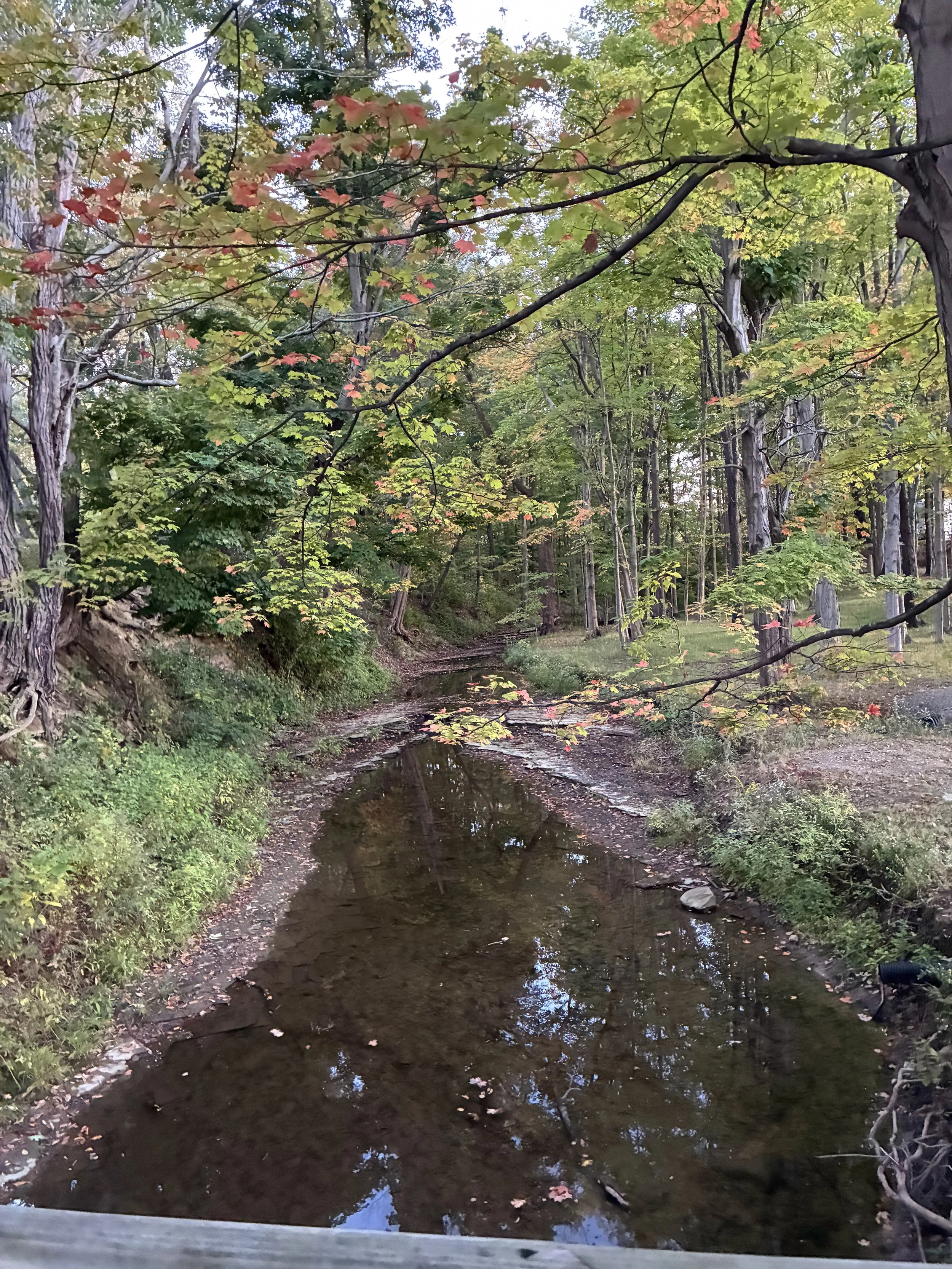 A creek winding through woods with red and green foliage.