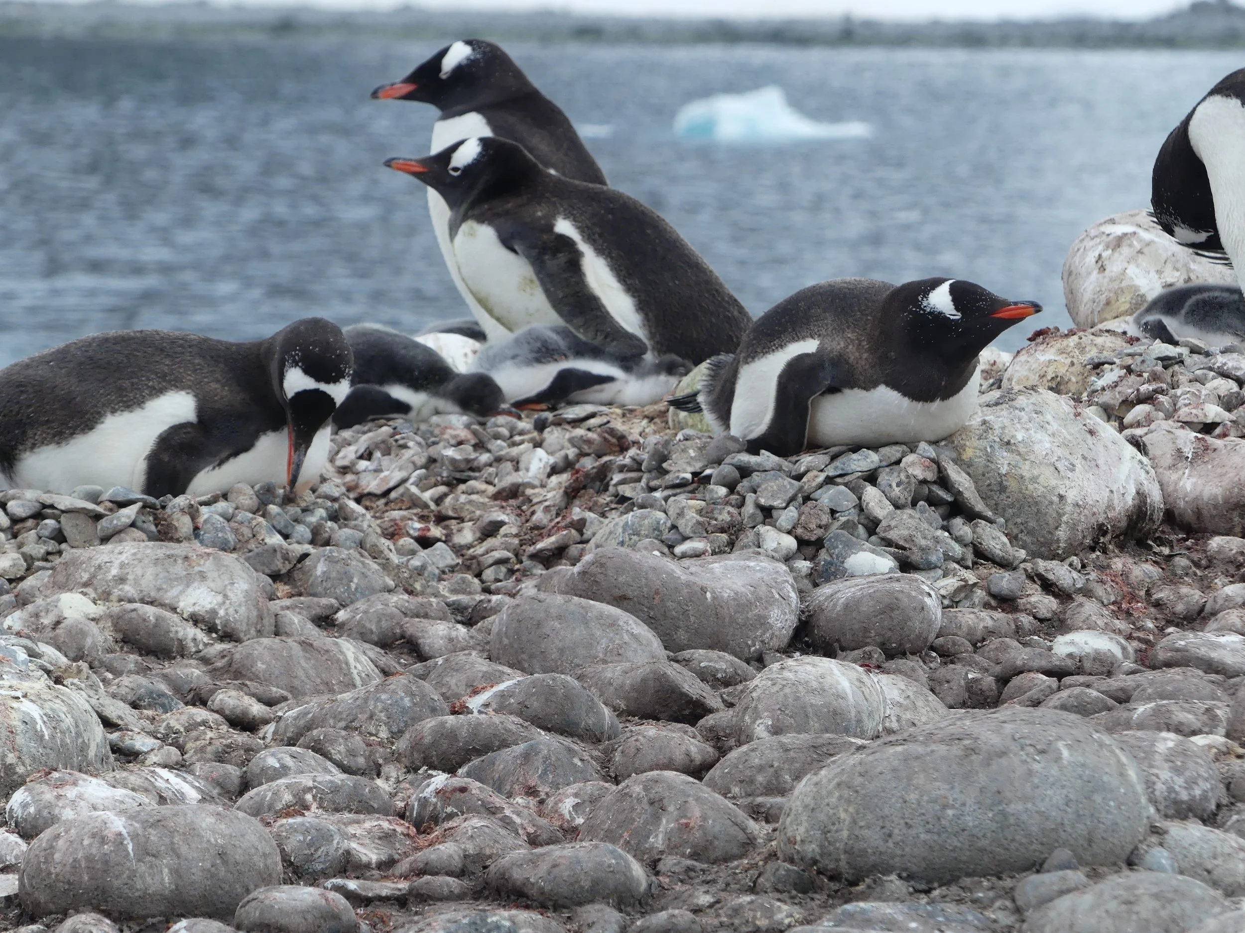 Penguin Nests