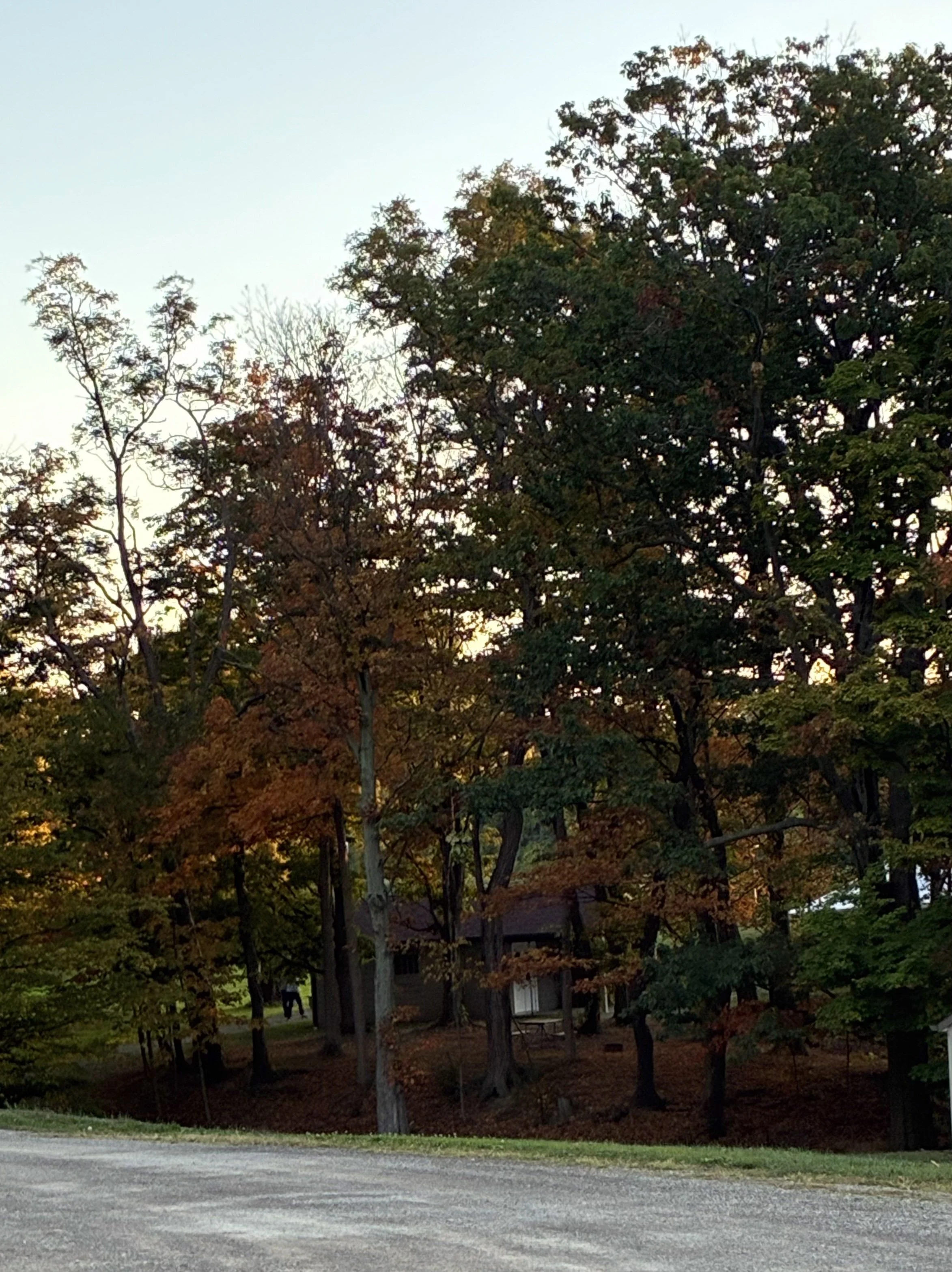 Tall trees with early fall color and a cabin behind.