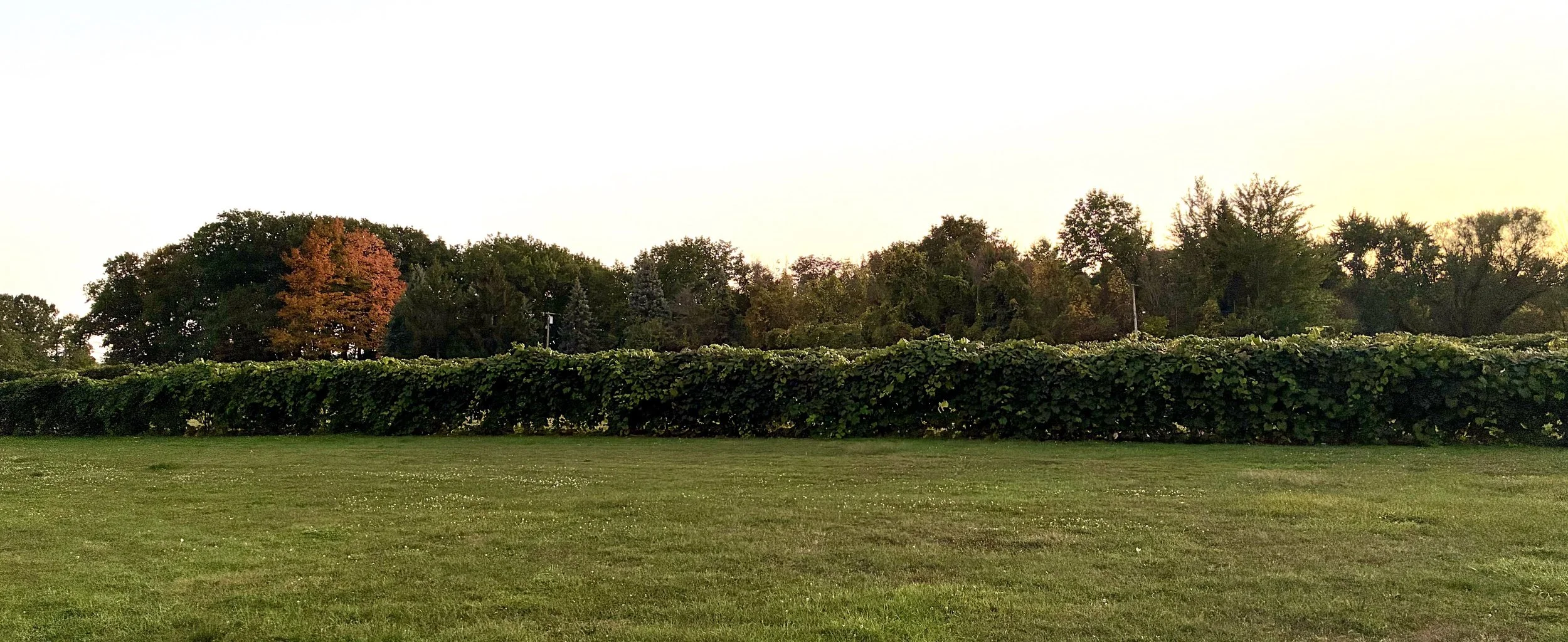Vineyard rows at dusk with fall-colored trees behind.