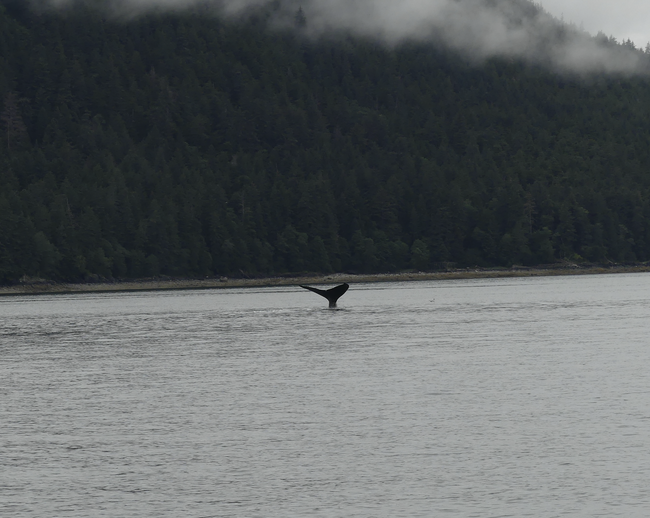 Whales everywhere! 