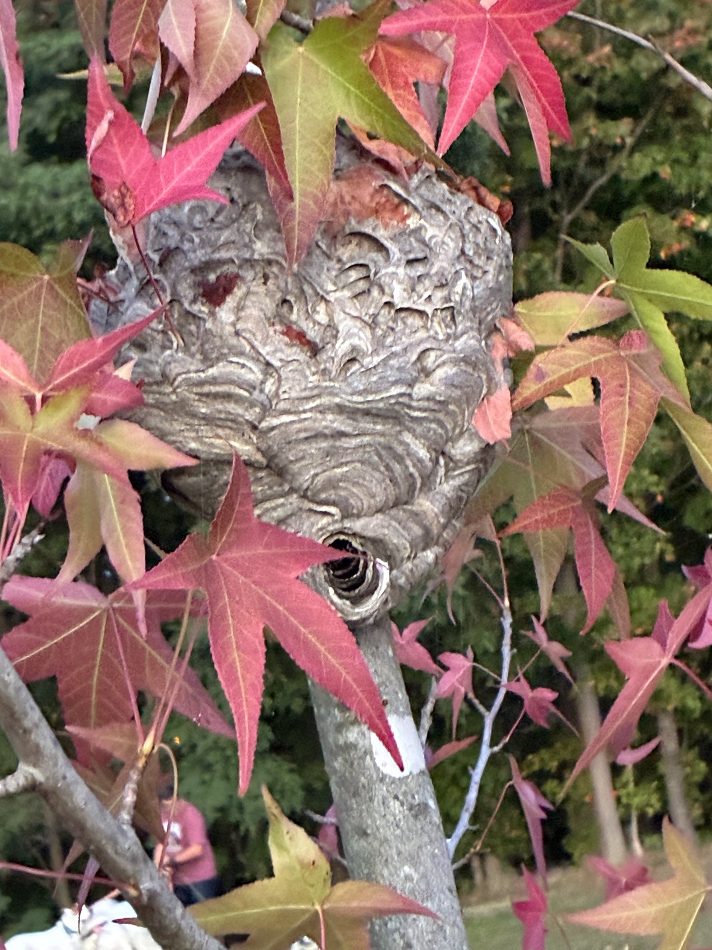 Red sweetgum leaves with a wasp nest in the branches.