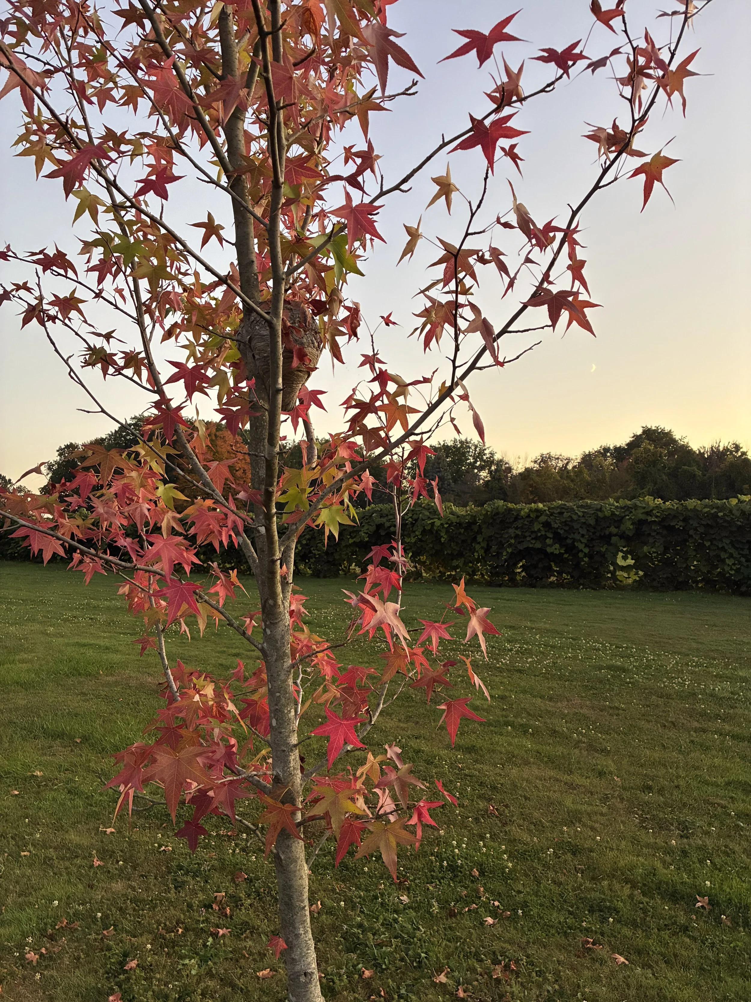 A young tree with red fall leaves beside vineyard rows.