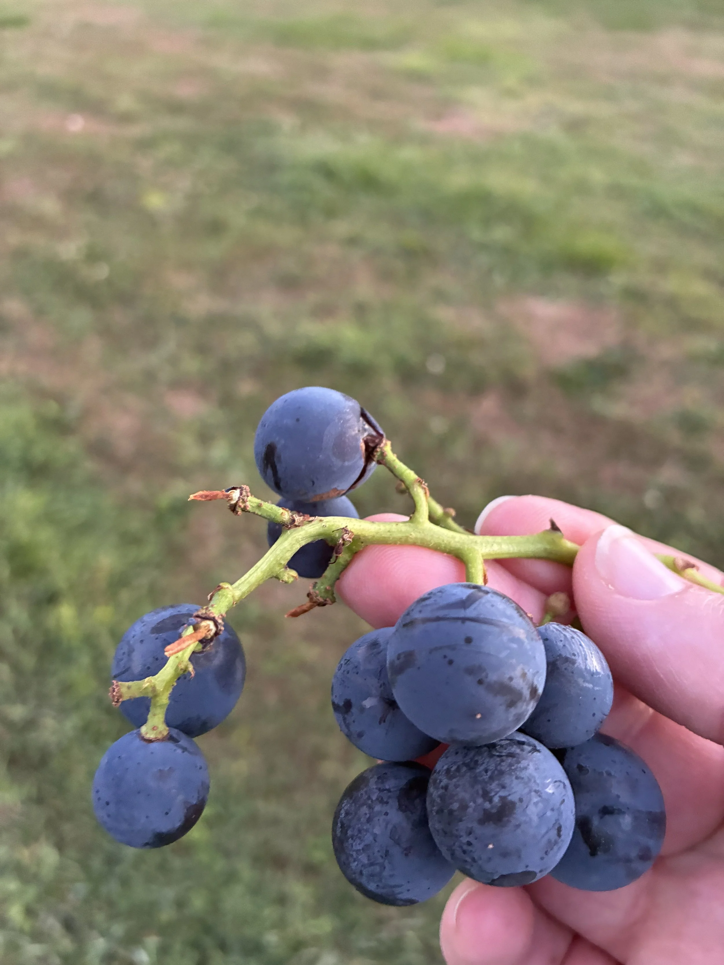 A hand holding a cluster of dark Concord grapes.