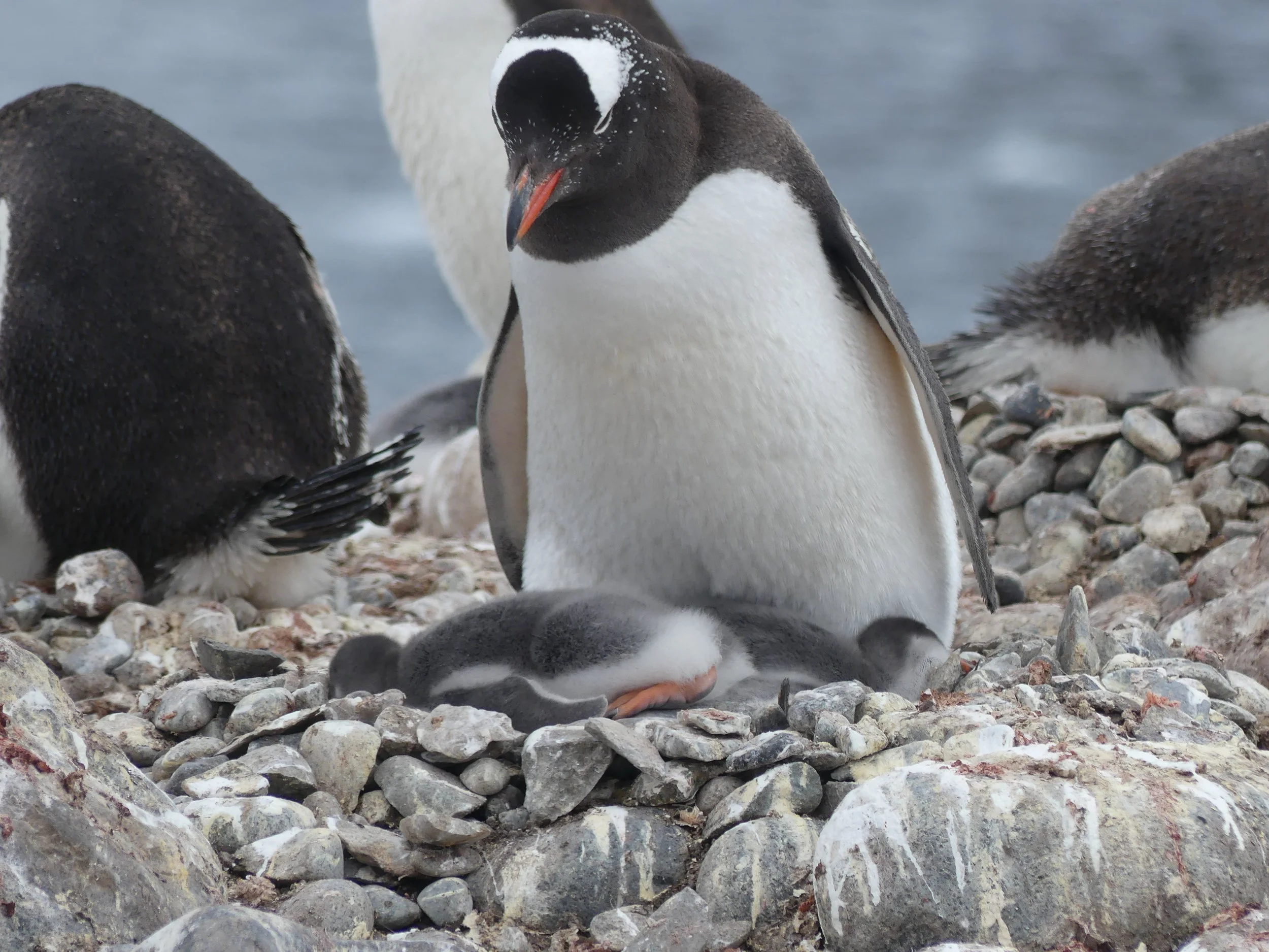 Penguin Babies