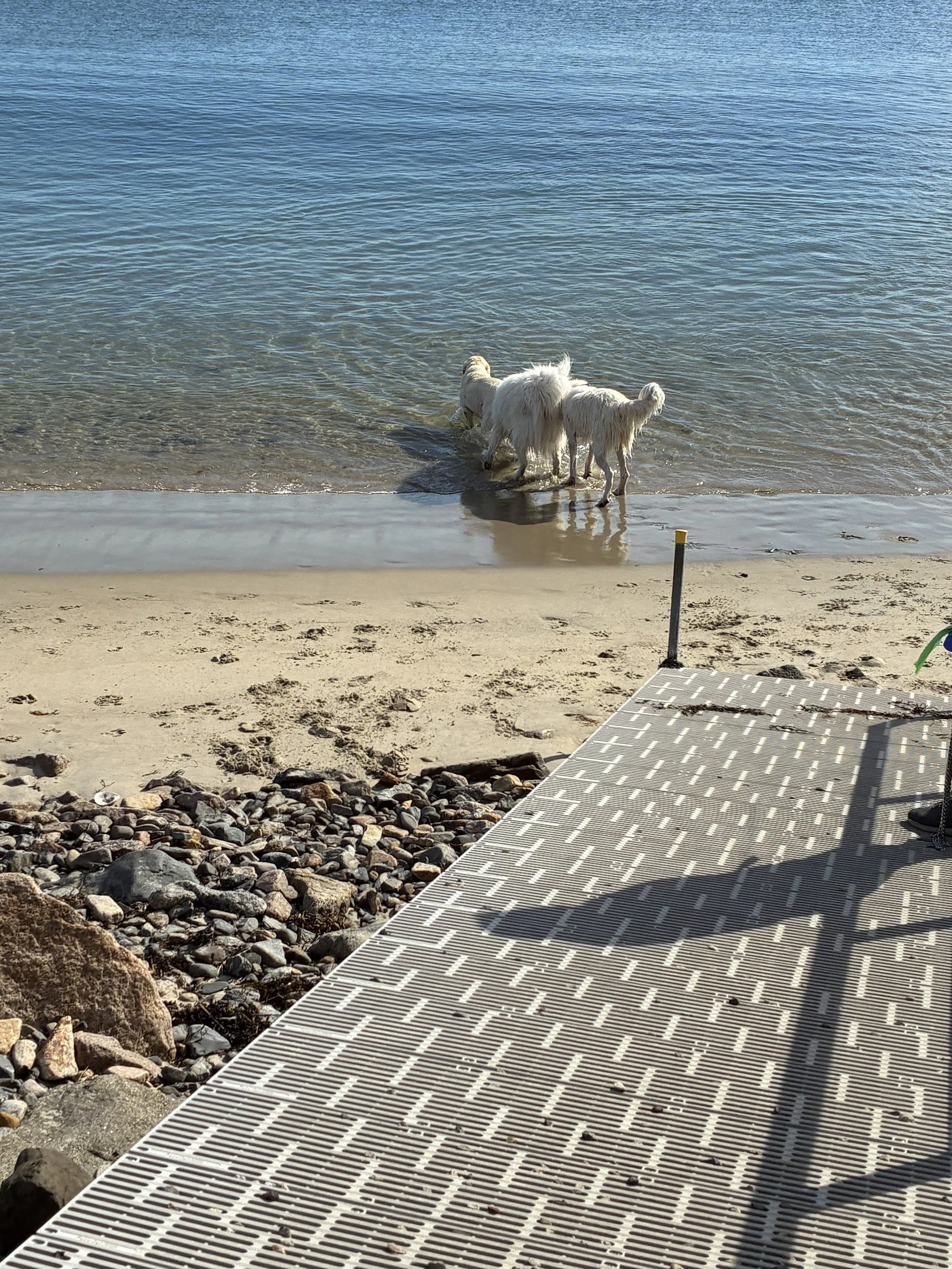 Southern Maine: A Dog-Friendly Coastal Escape