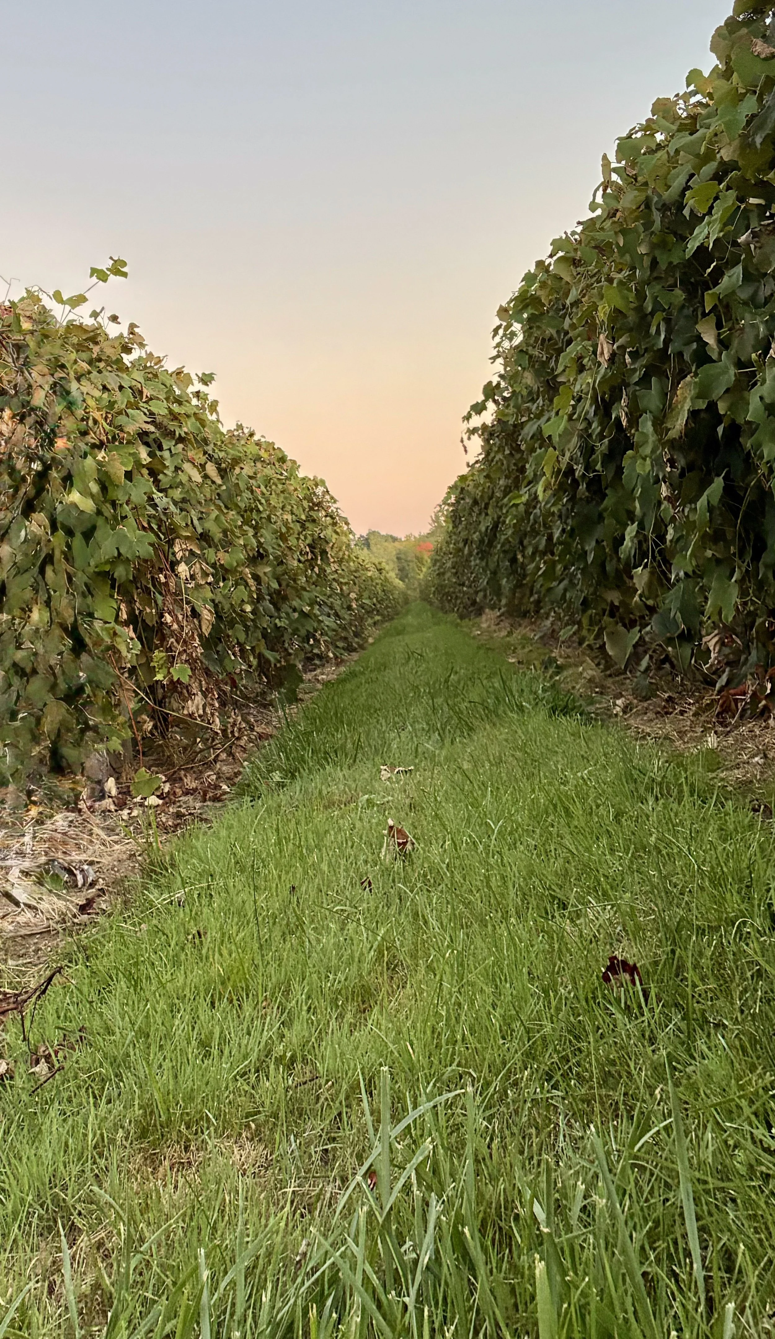 A grapevine row at sunset with a pink-orange sky.