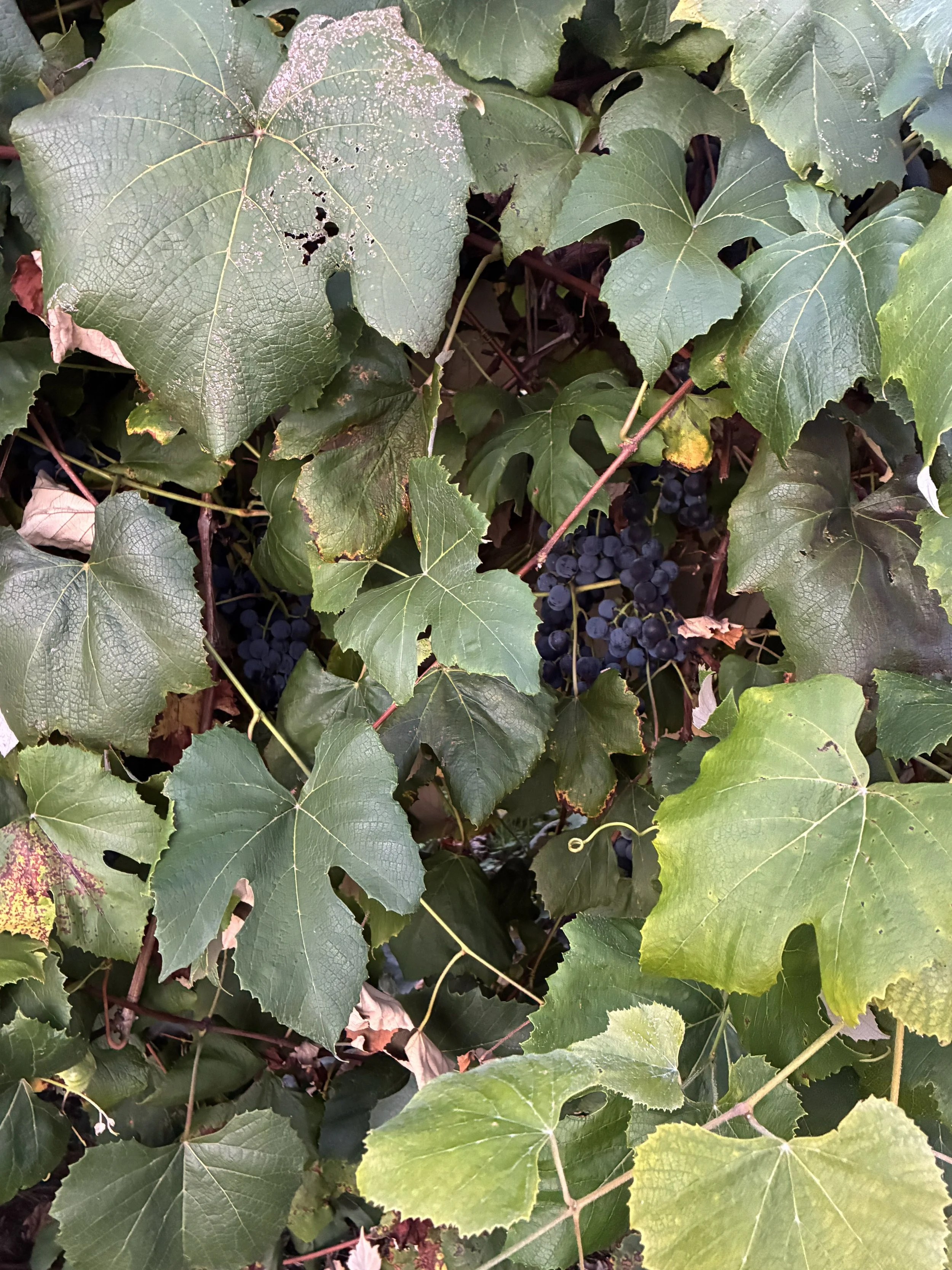 Close-up of grapevine leaves with dark grape clusters.