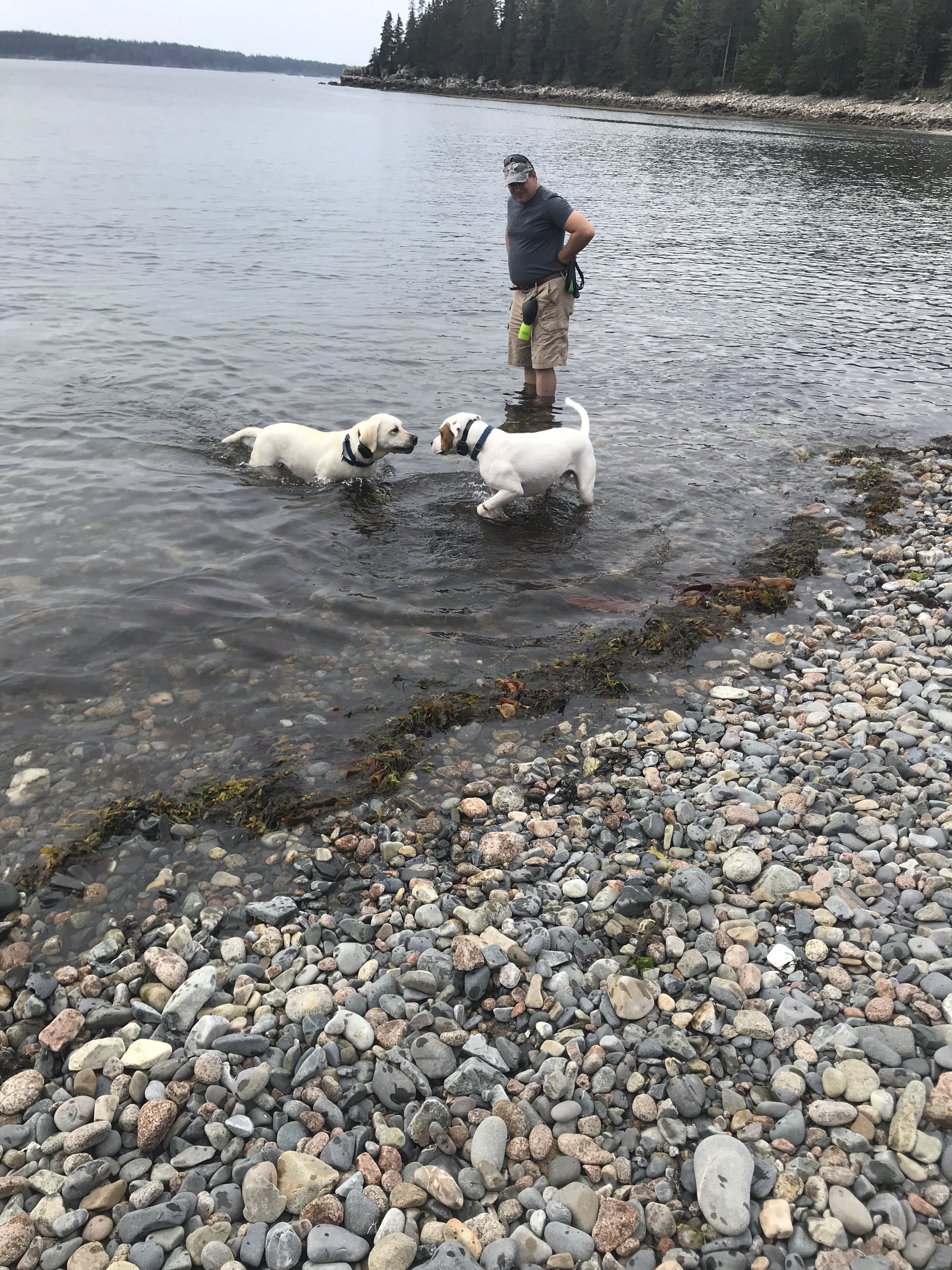 Dog Beaches northern maine bar harbor.png