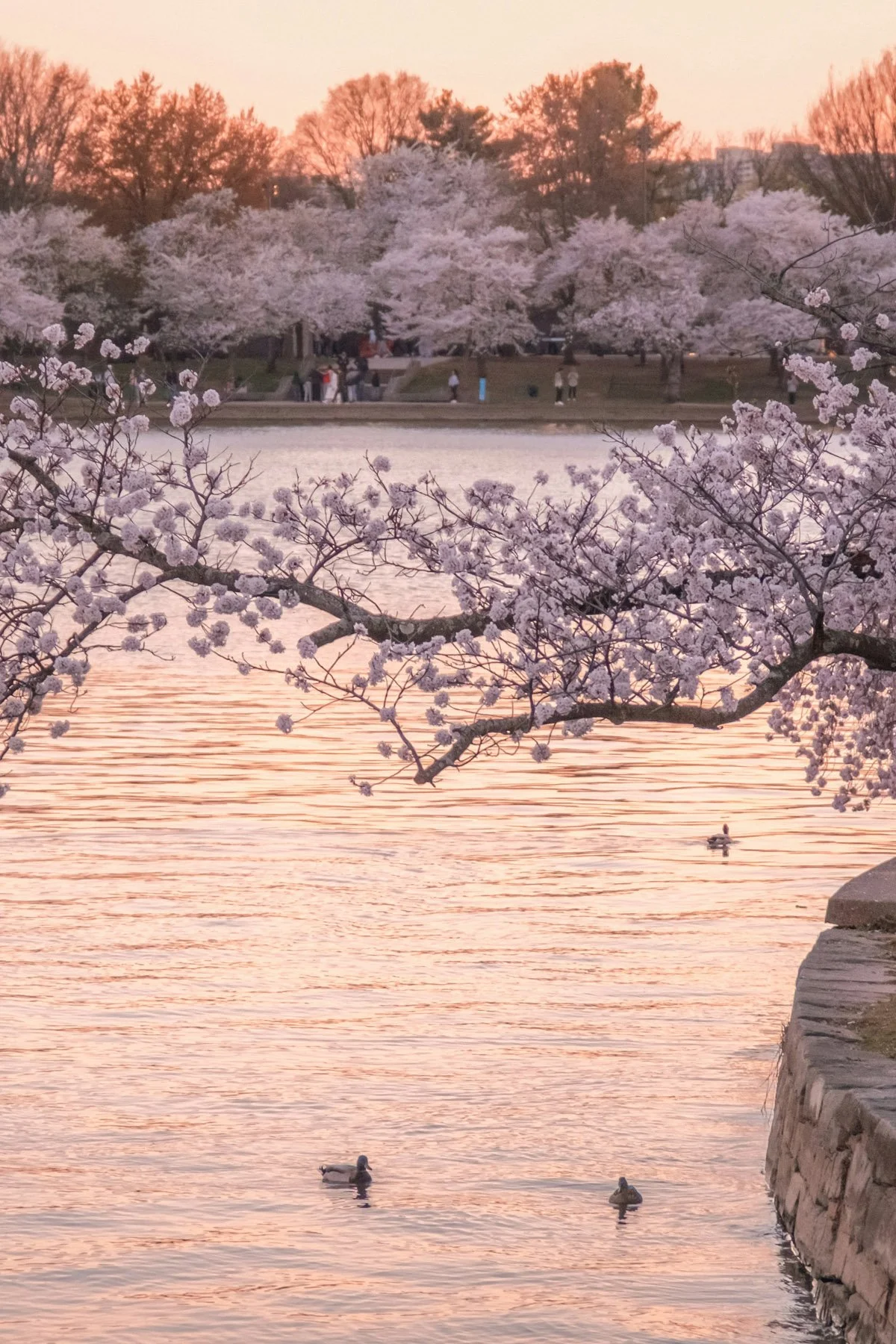 Cherry blossoms over the water at sunset.