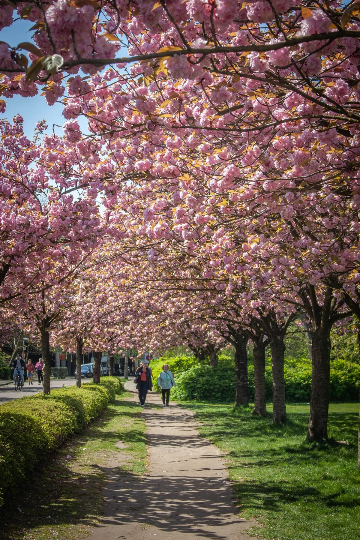 Two women walk down a dirt path in a park, under beautiful cherry blossoms in Washington, DC