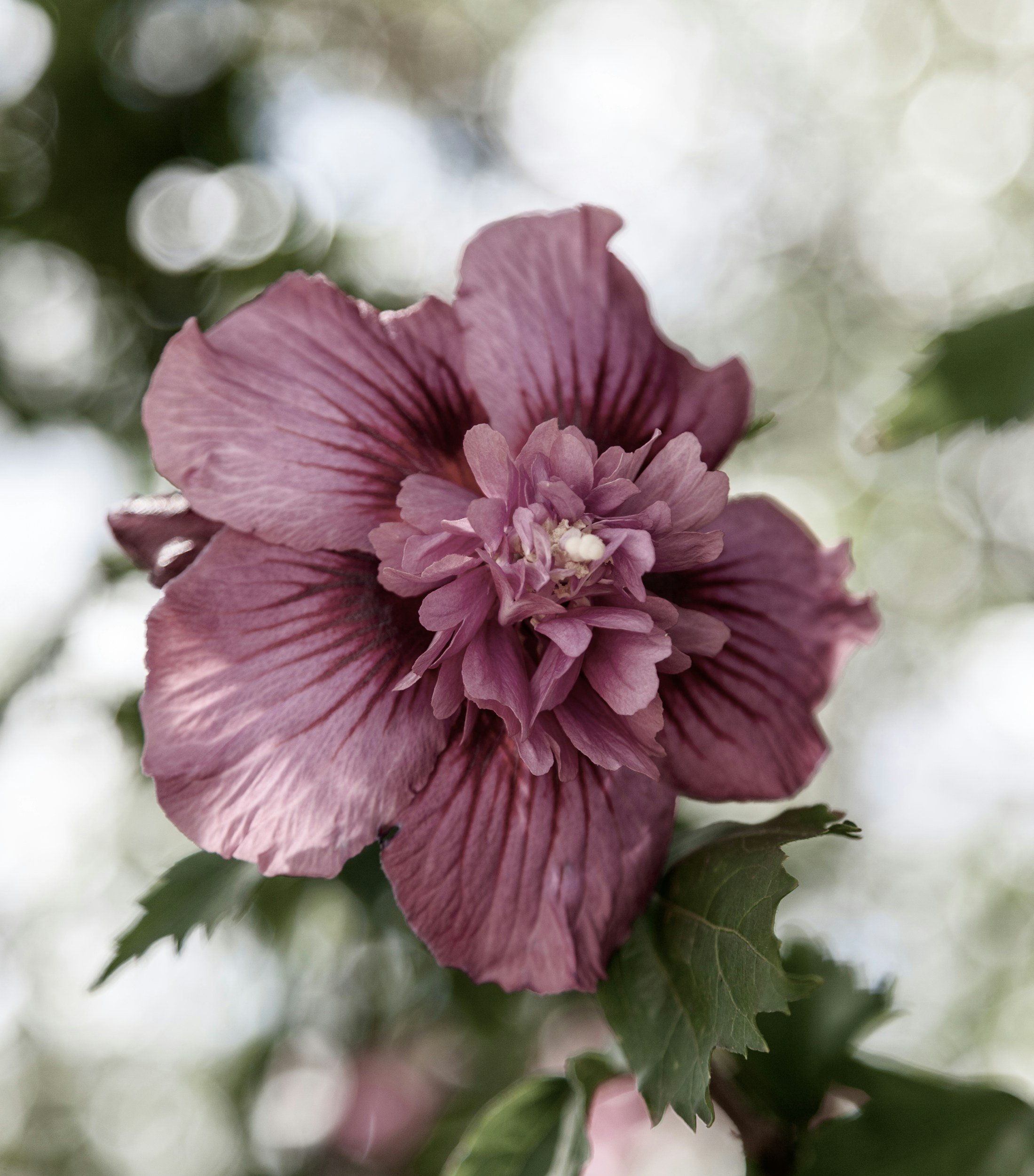 Close-up of a pink and purple hibiscus flower with green leaves in the background.