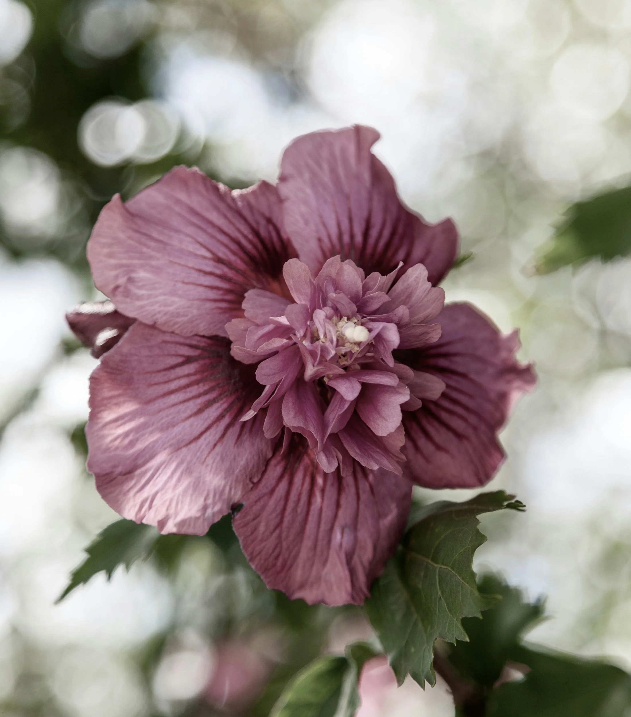 A close-up photo of a pink and purple flower with layered petals, with green foliage in the background.