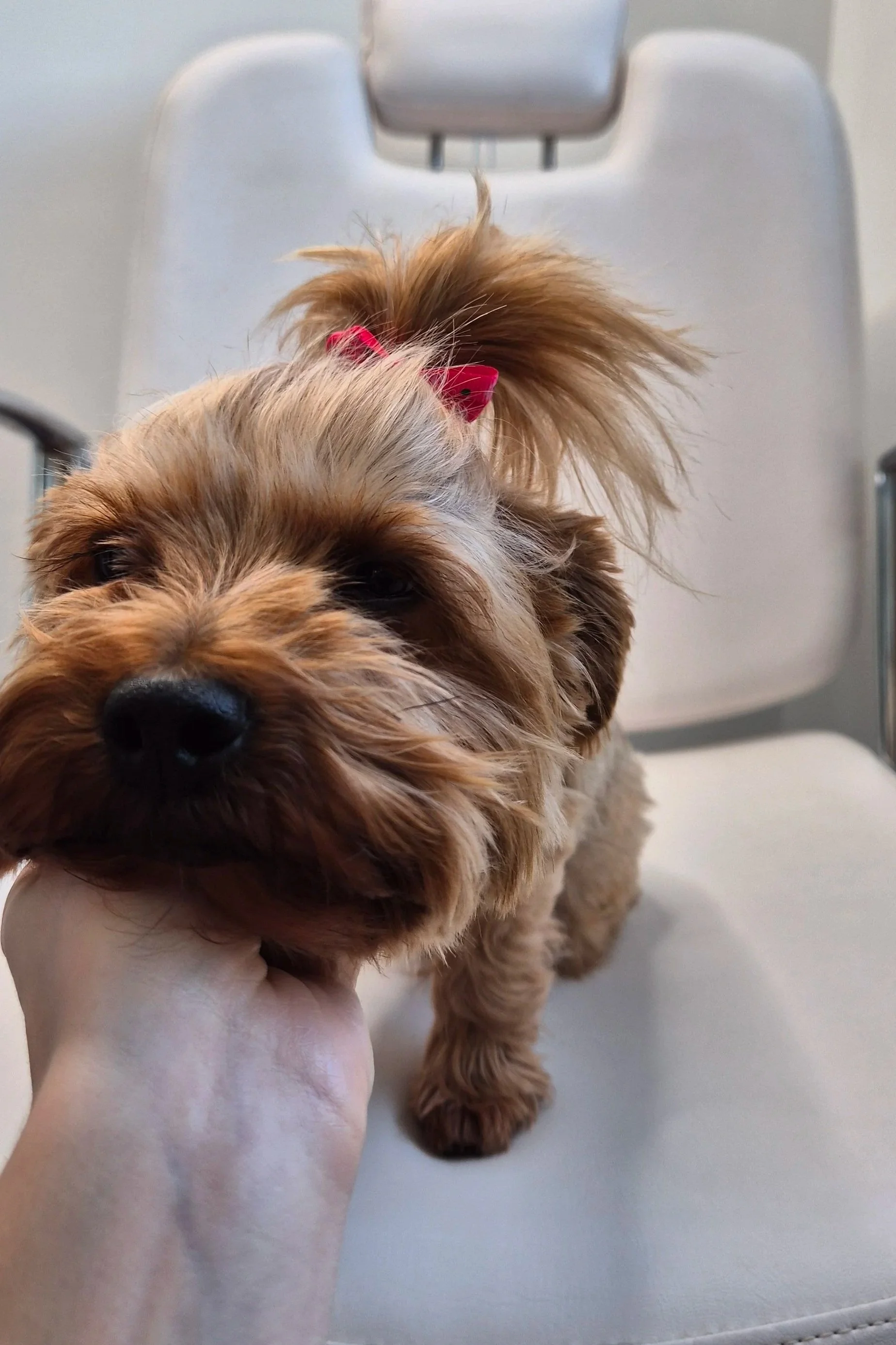 A small Yorkshire terrier with a red bow, one of Kate's two dogs from K.BeautyStudio Aberdeen,  resting its head on a person's hand. The background shows a white chair beauty salon chair.