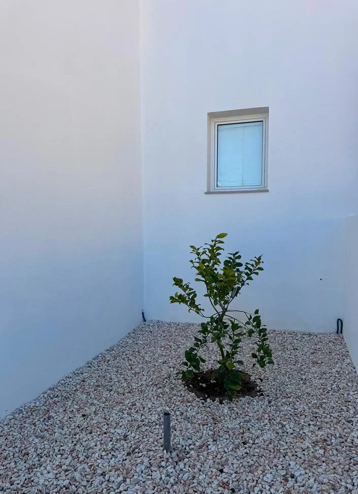 A small tree growing in a bed of white gravel against white exterior walls with a small window.