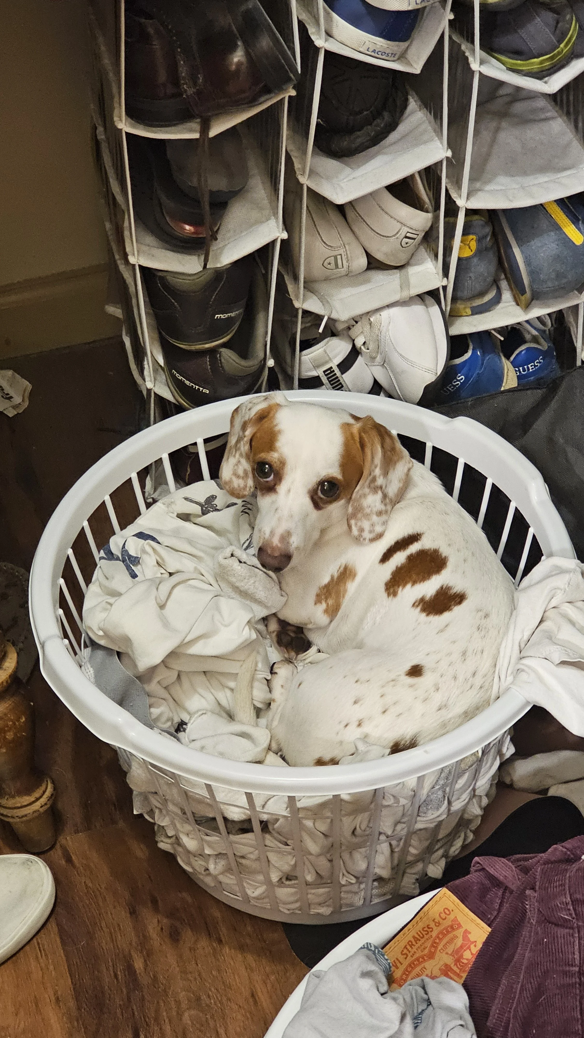 Scotty Says "daddy it's time to do laundry"