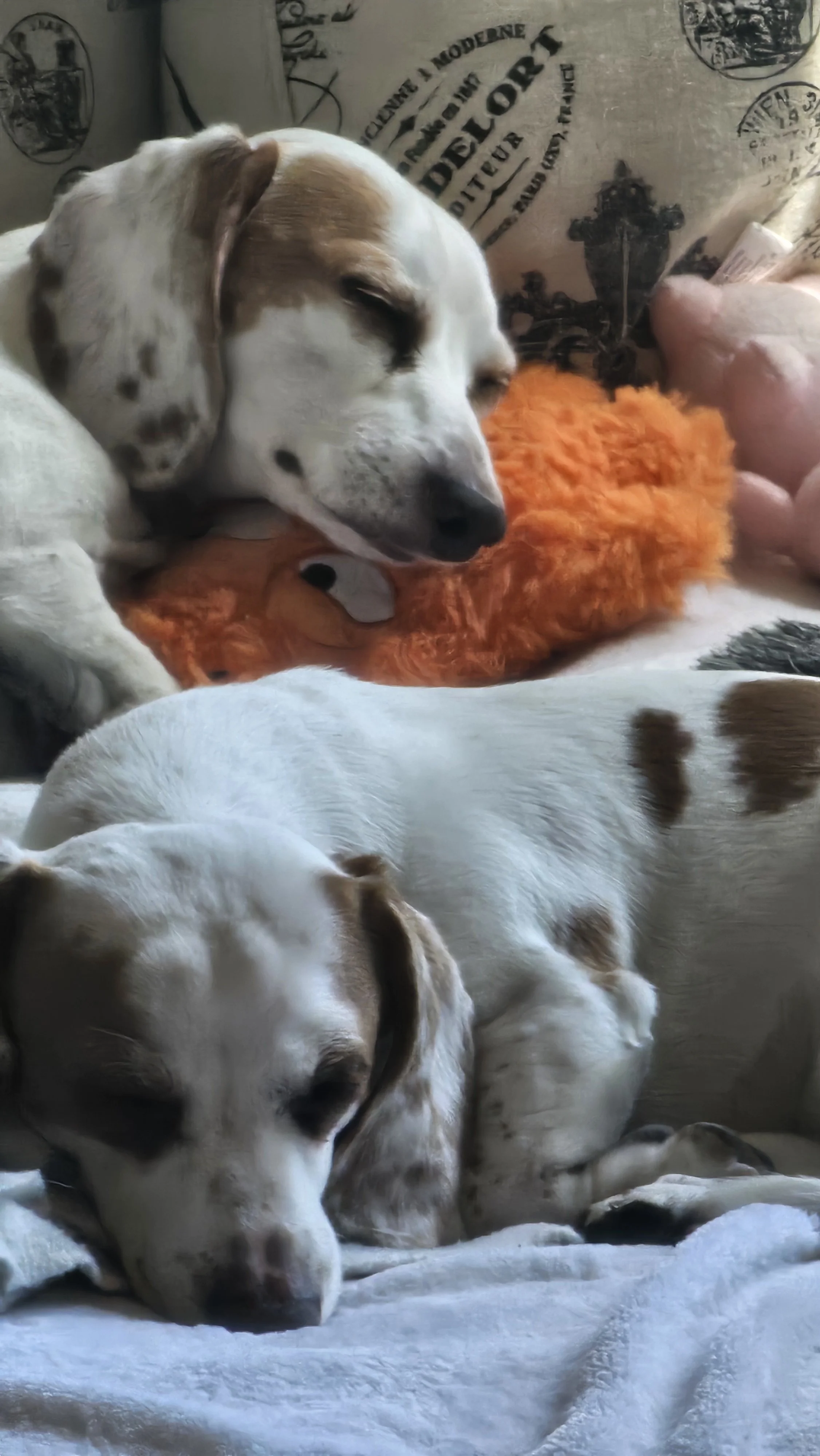 Bones&Scotty Sleeping.jpg