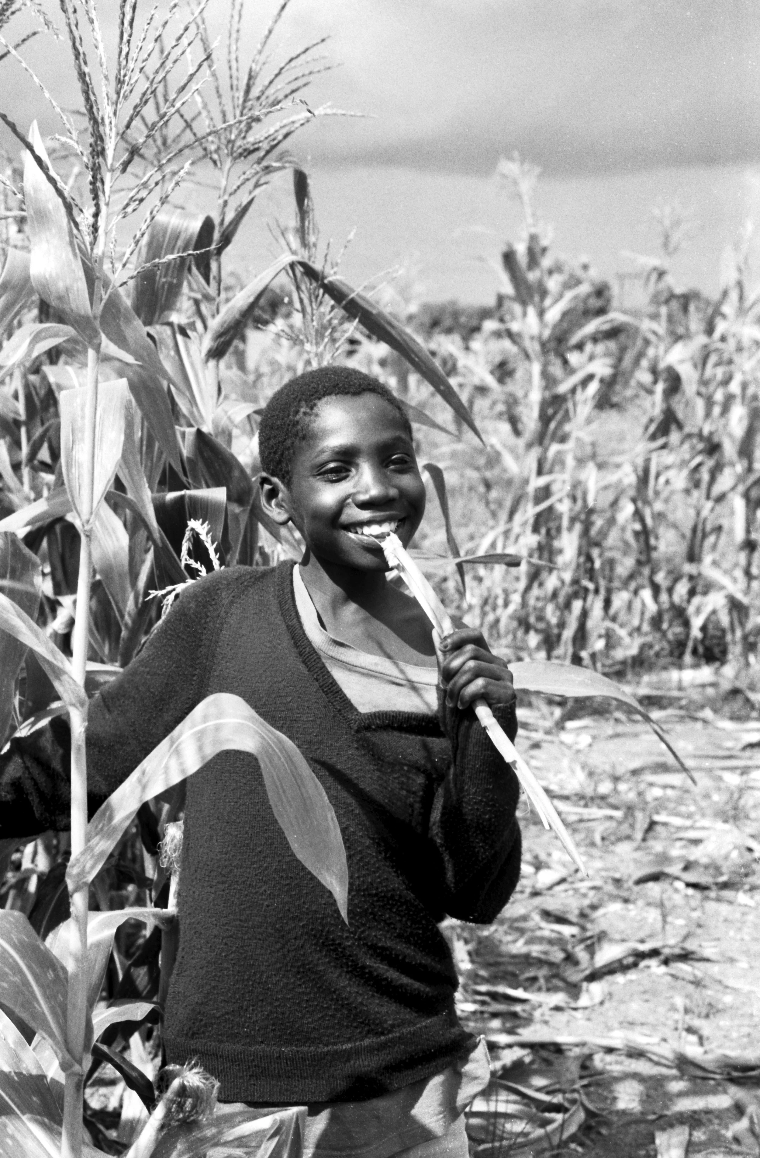 eating sugar cane Zambia