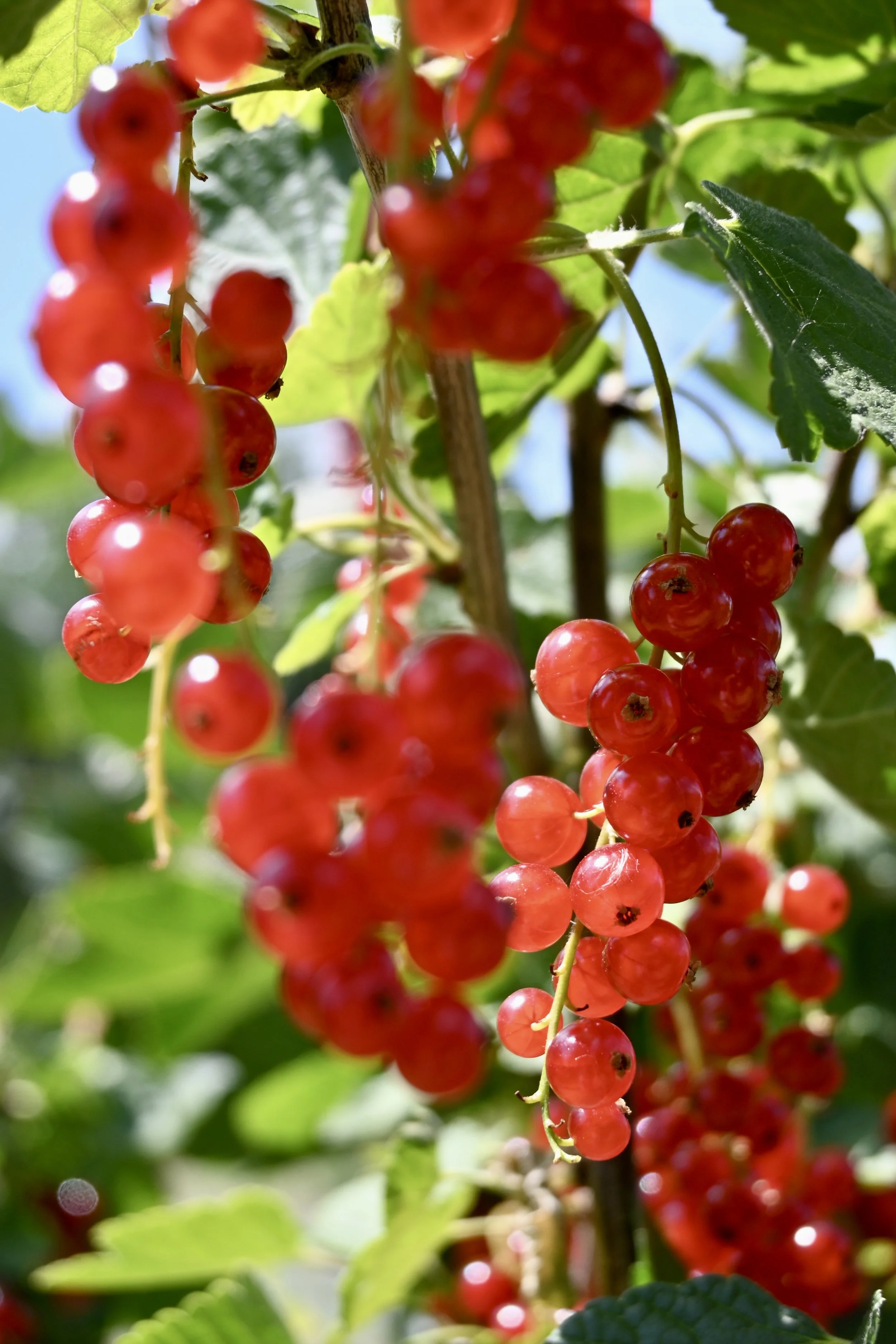 redcurrant fields at Rectory Farm Oxford