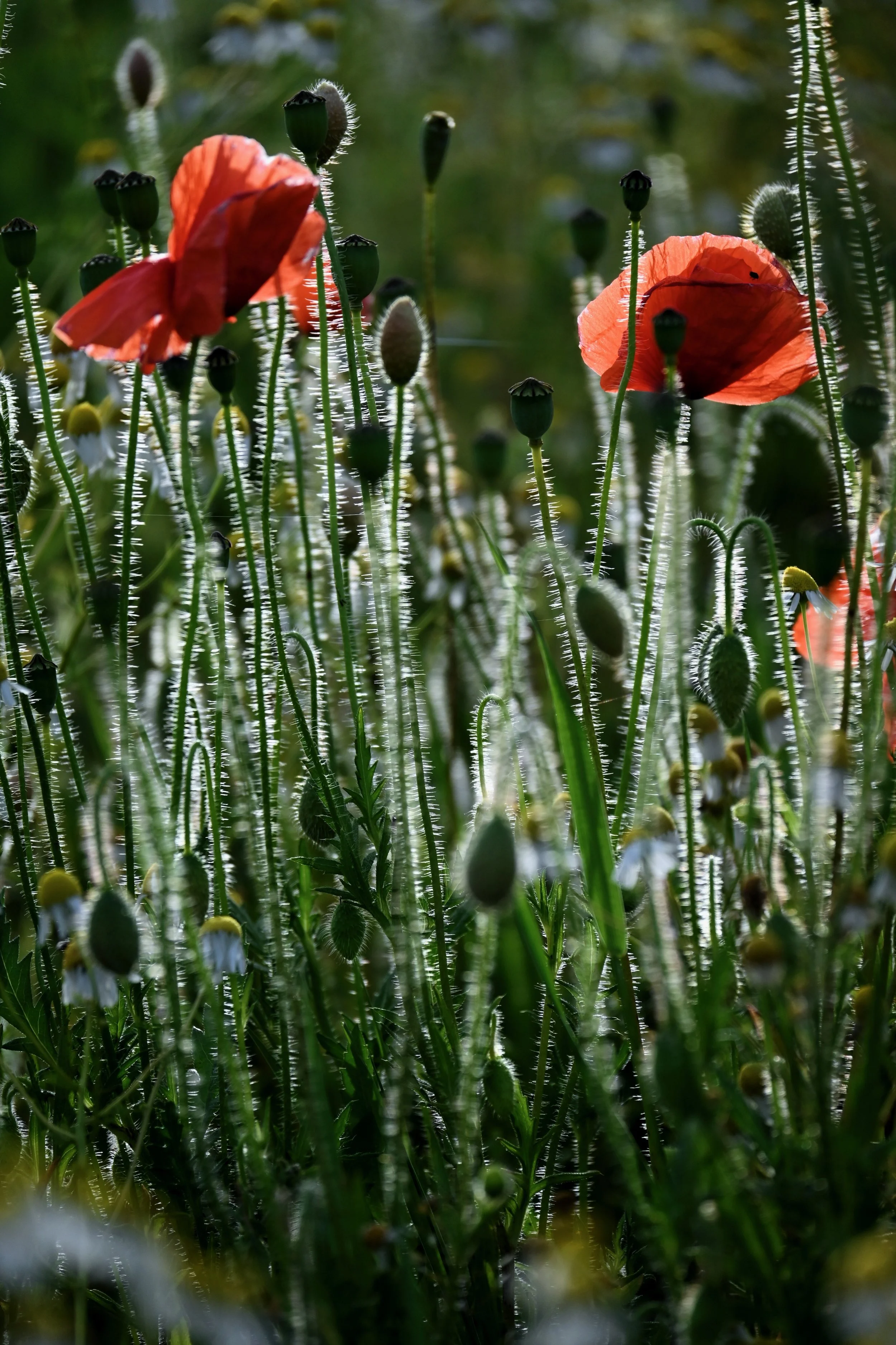 Wild Poppies Oxfordshire