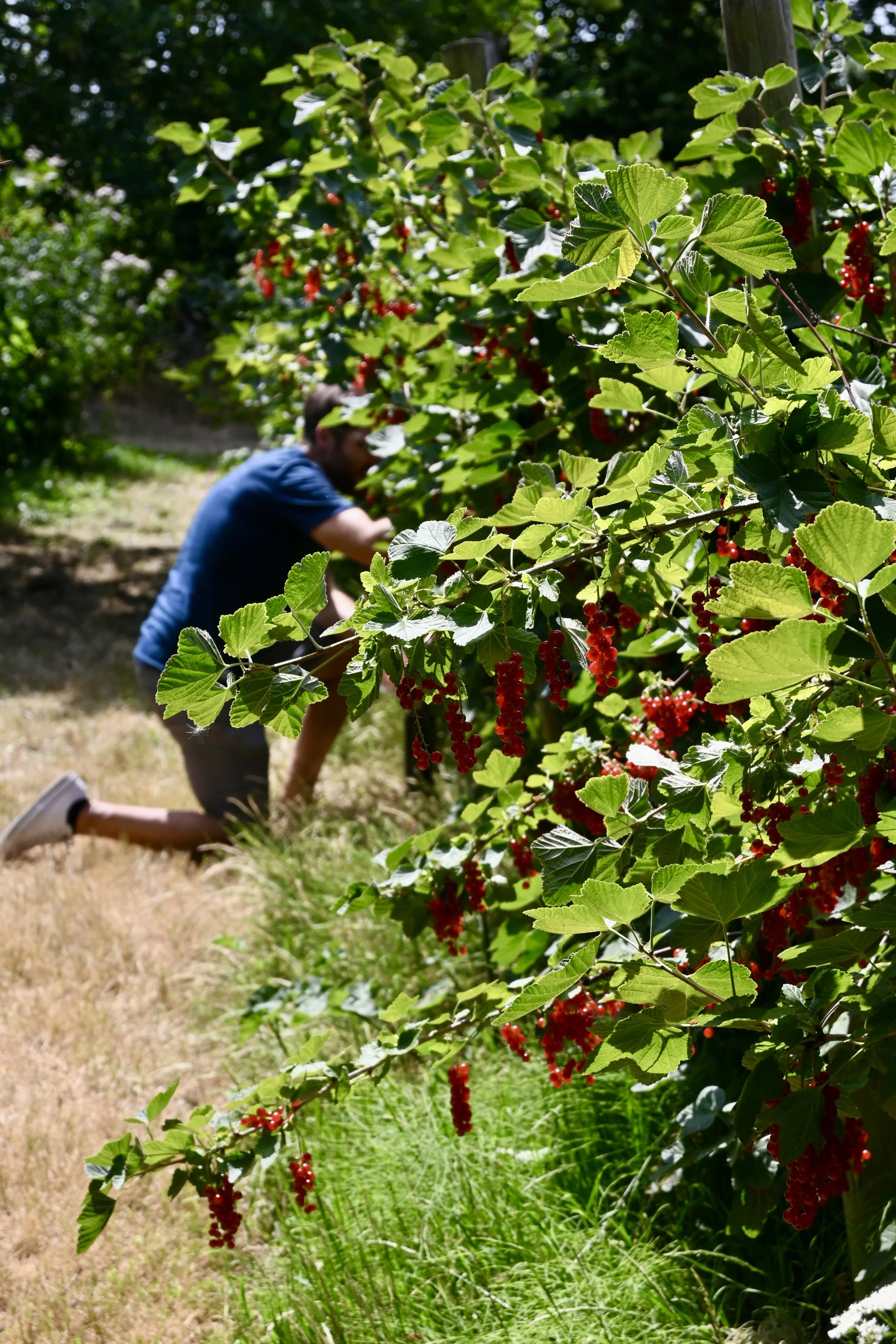 people picking redcurrants at Rectory Farm Oxford