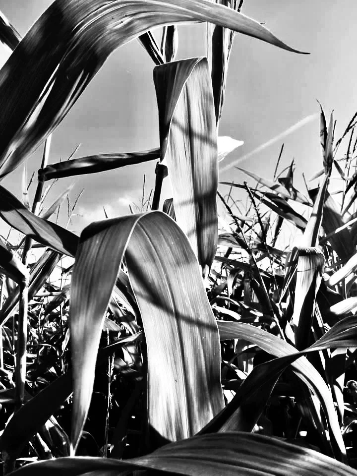Black and White Corn Field