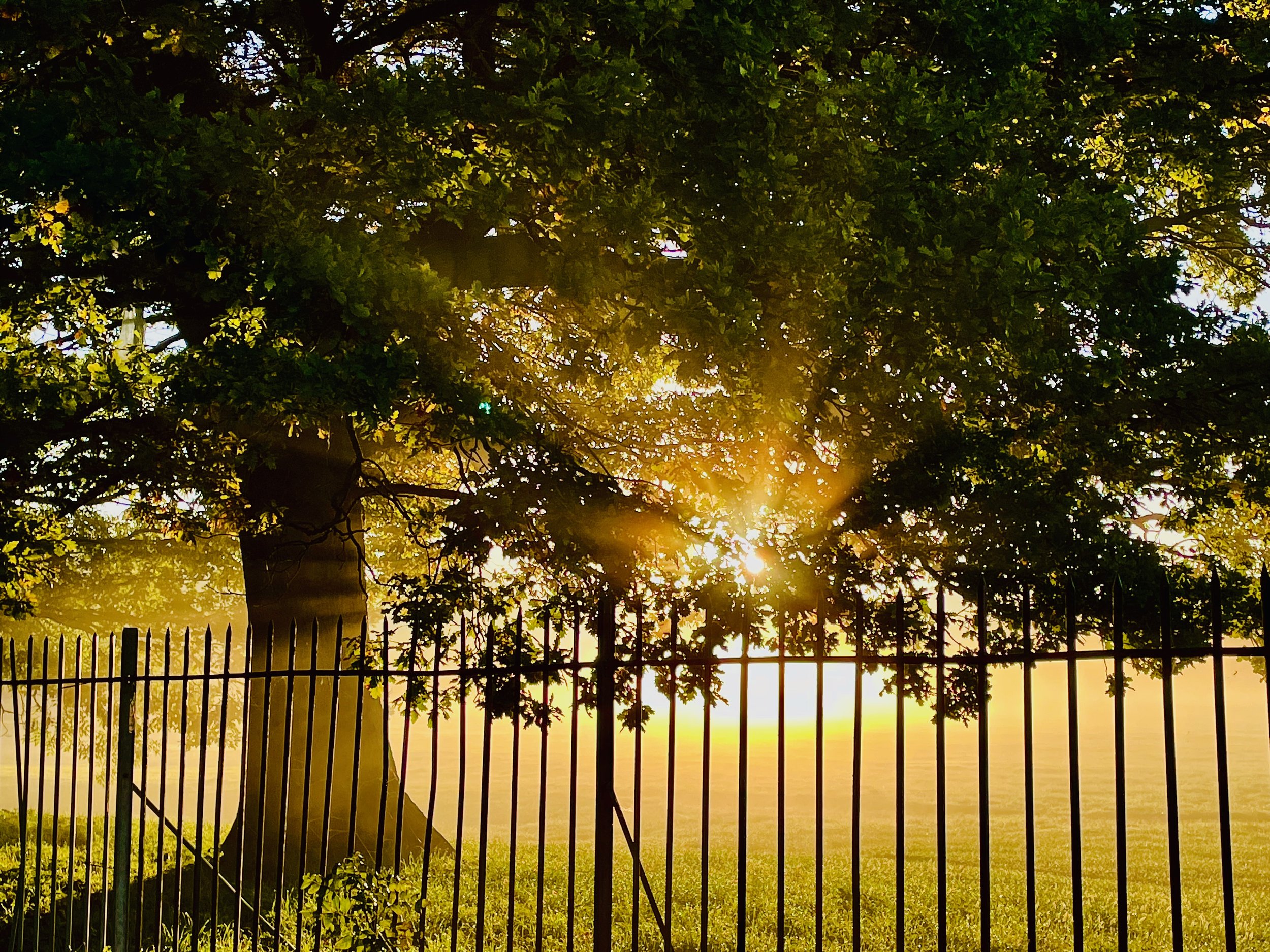 dappled light through trees colour photograph print