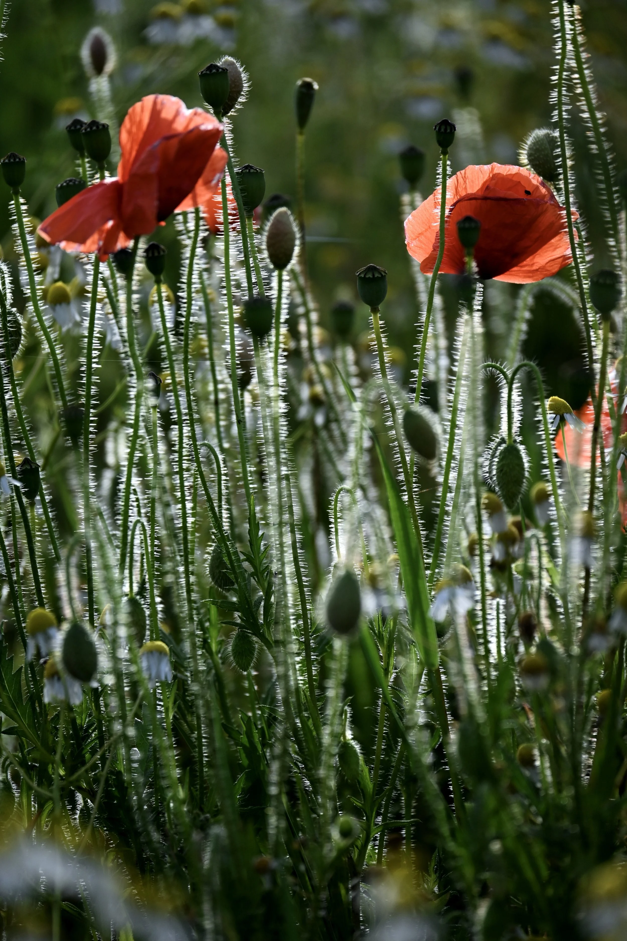 wild flowers photography