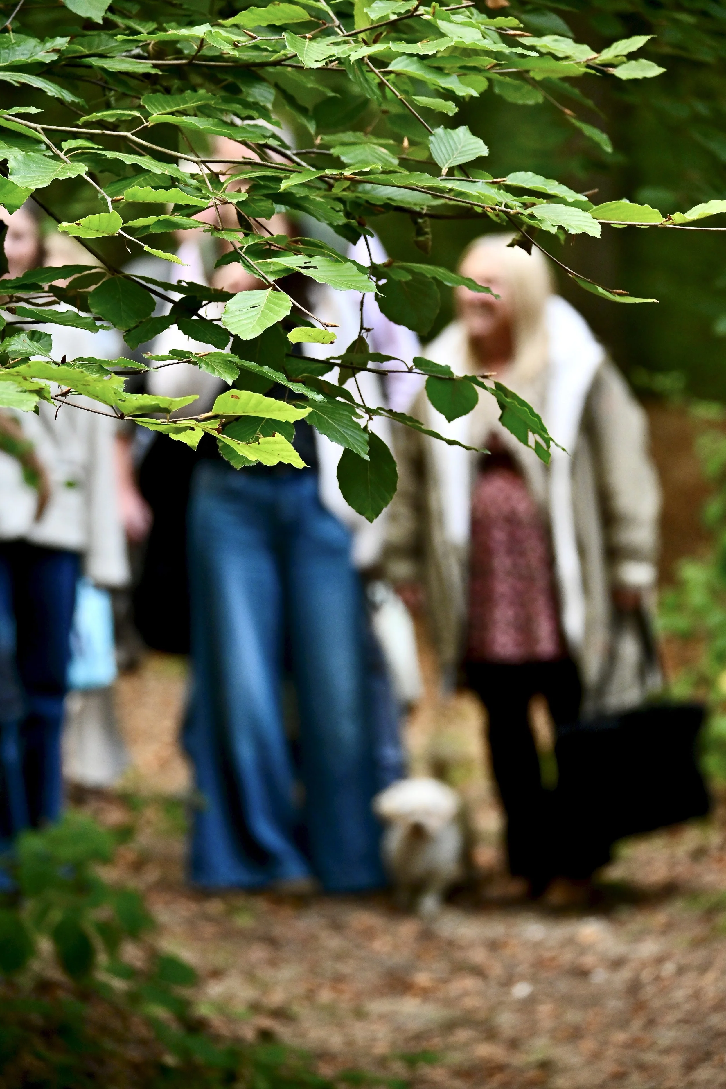 Woodland Walk