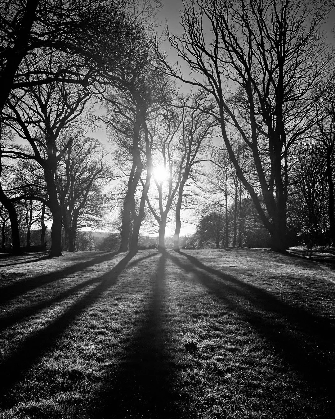 woodland natural light black and white photography print