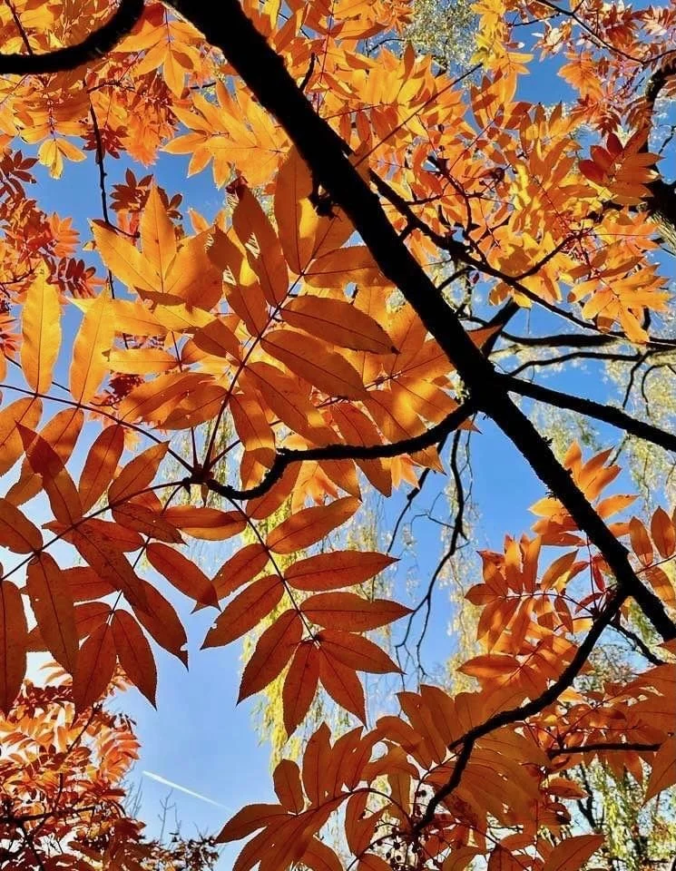 dappled light through trees colour photograph print