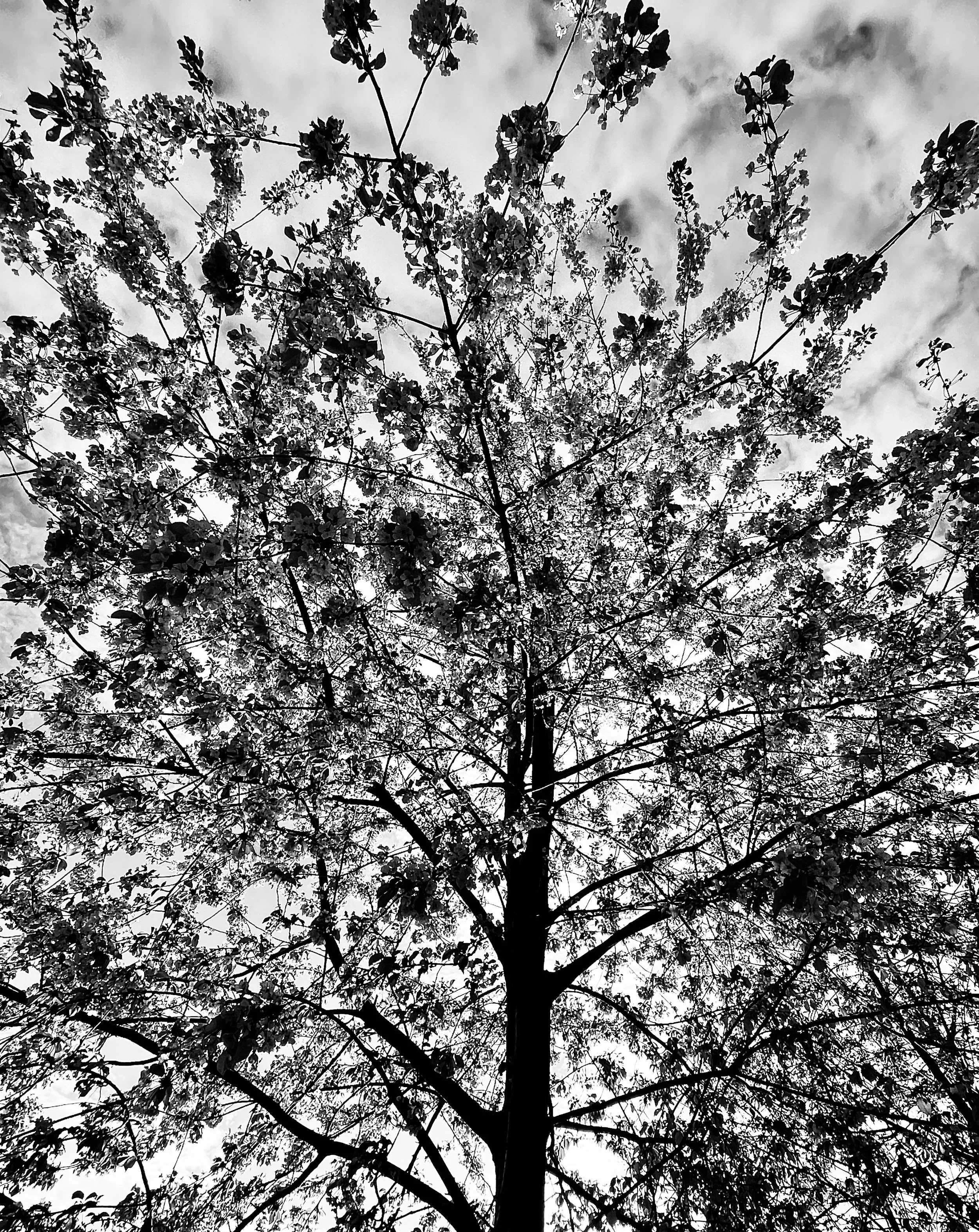 woodland natural light black and white photography print