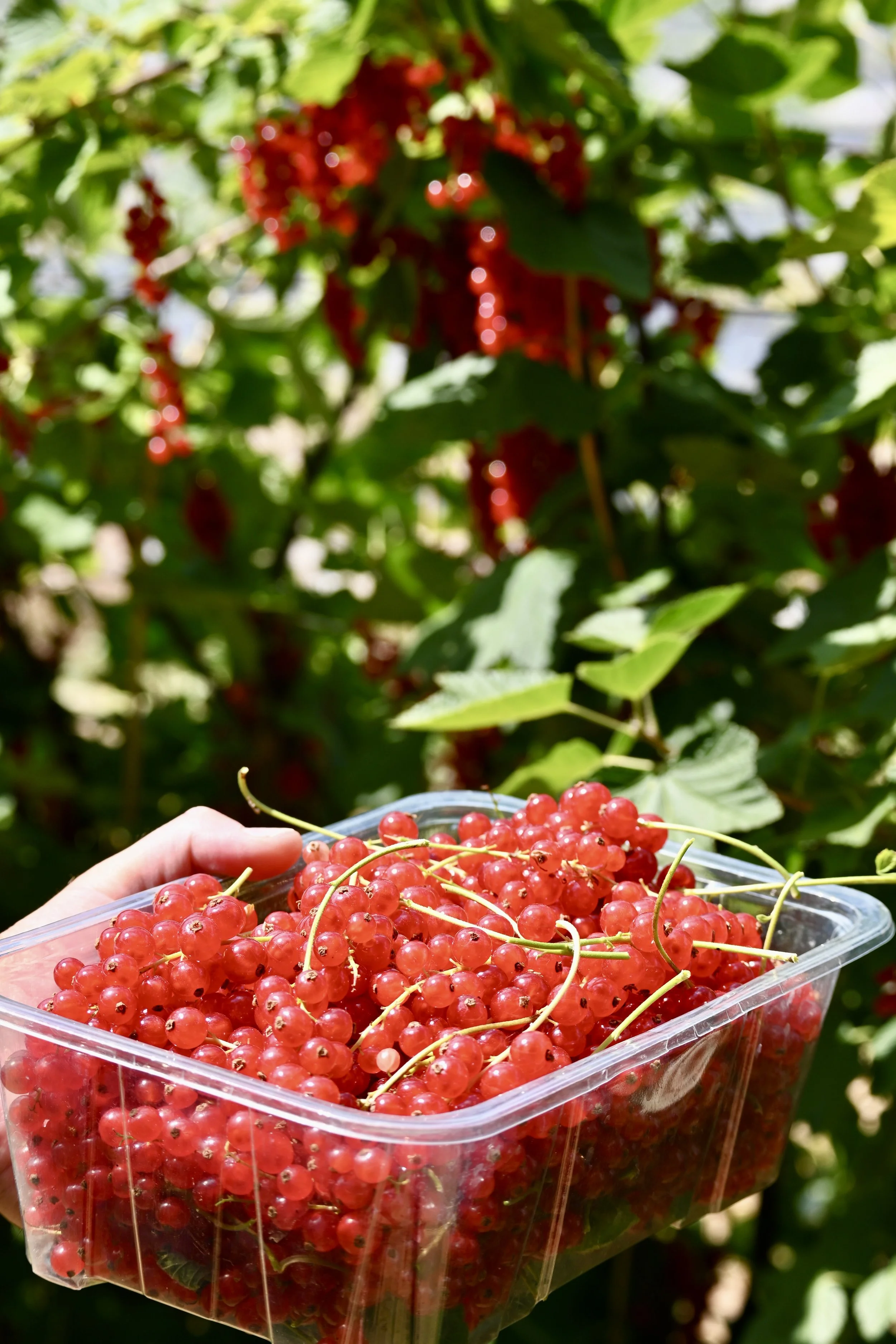 redcurrant fields at Rectory Farm Oxford