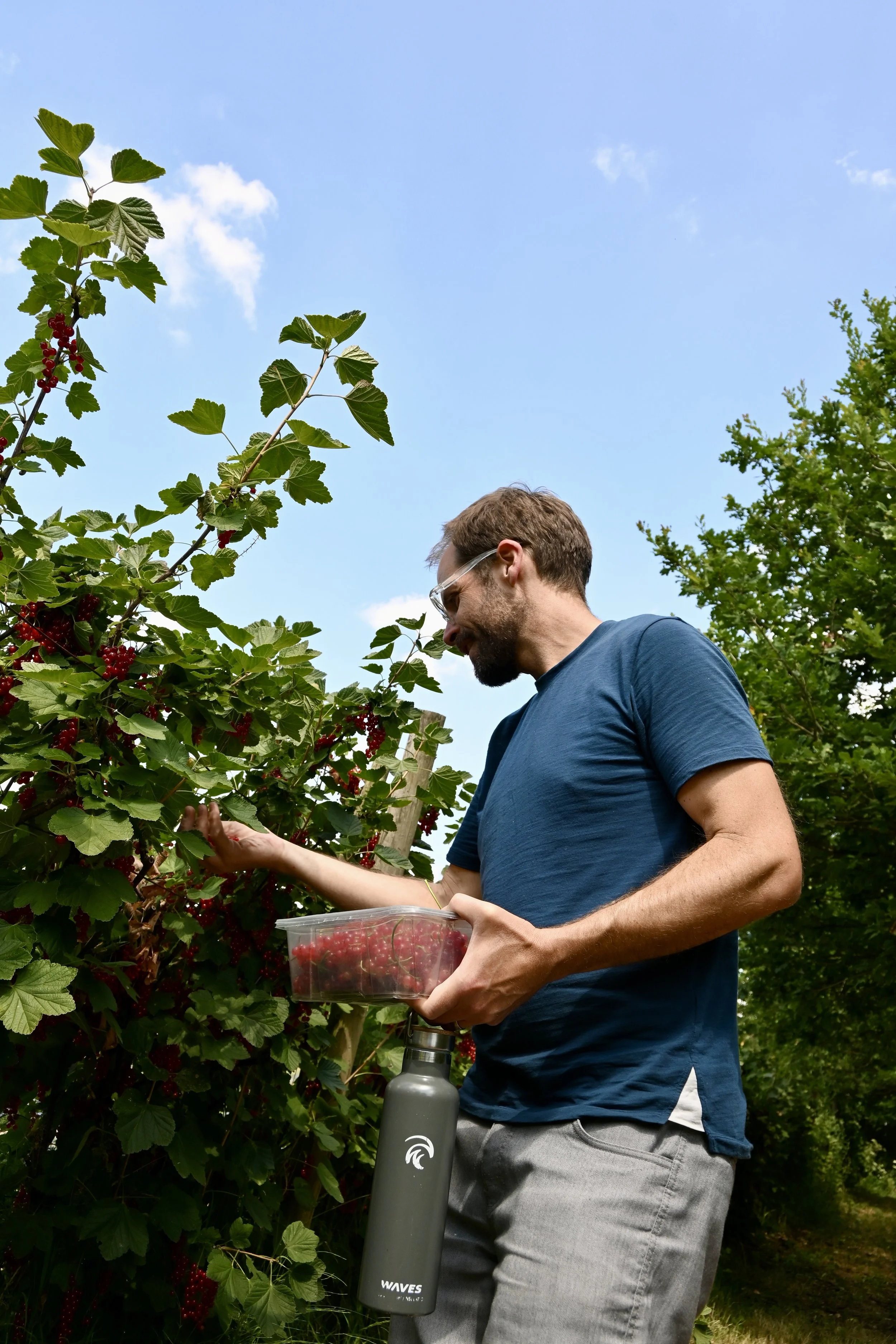 people picking redcurrants at Rectory Farm Oxford