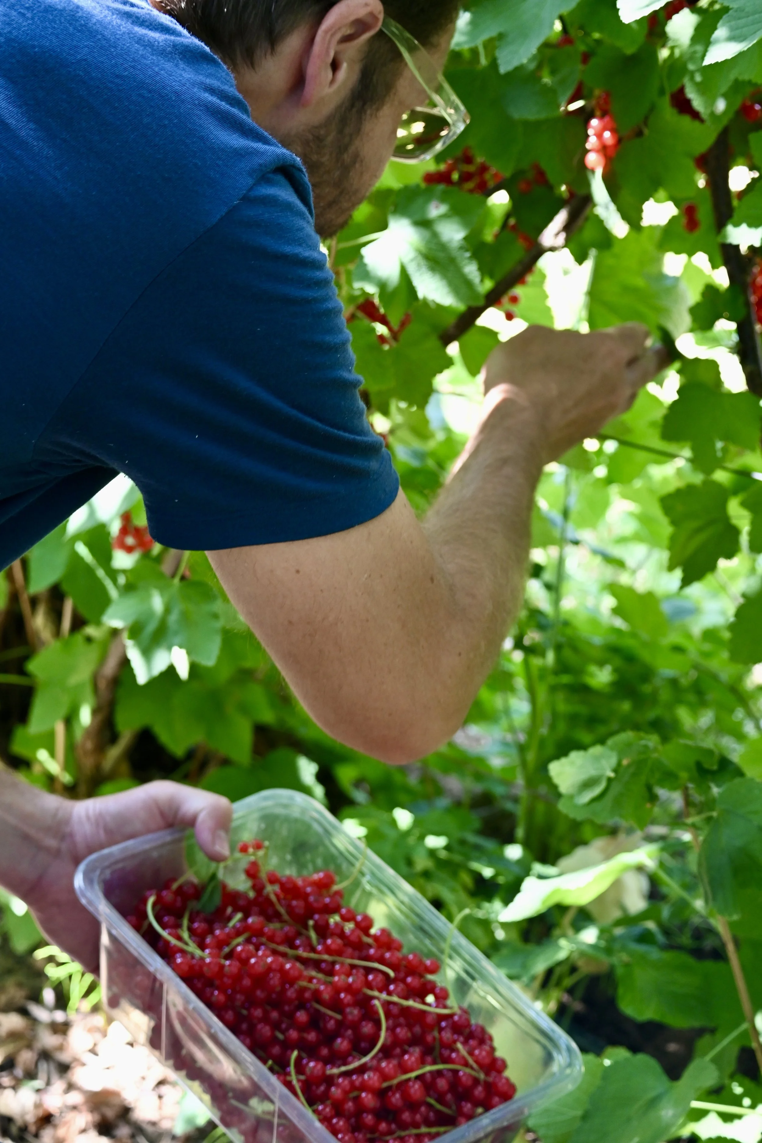 people picking redcurrants at Rectory Farm Oxford
