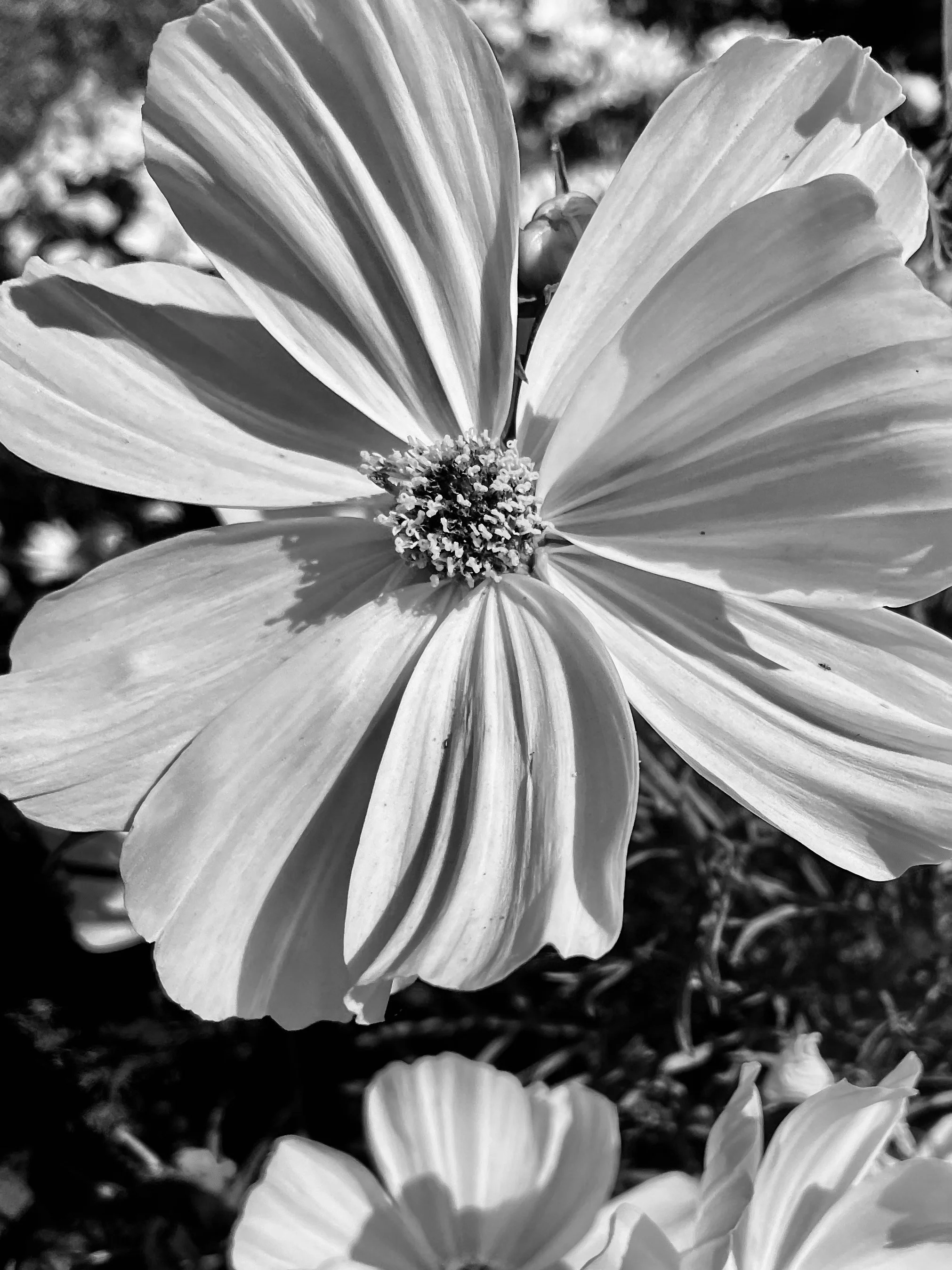 Black and White flower