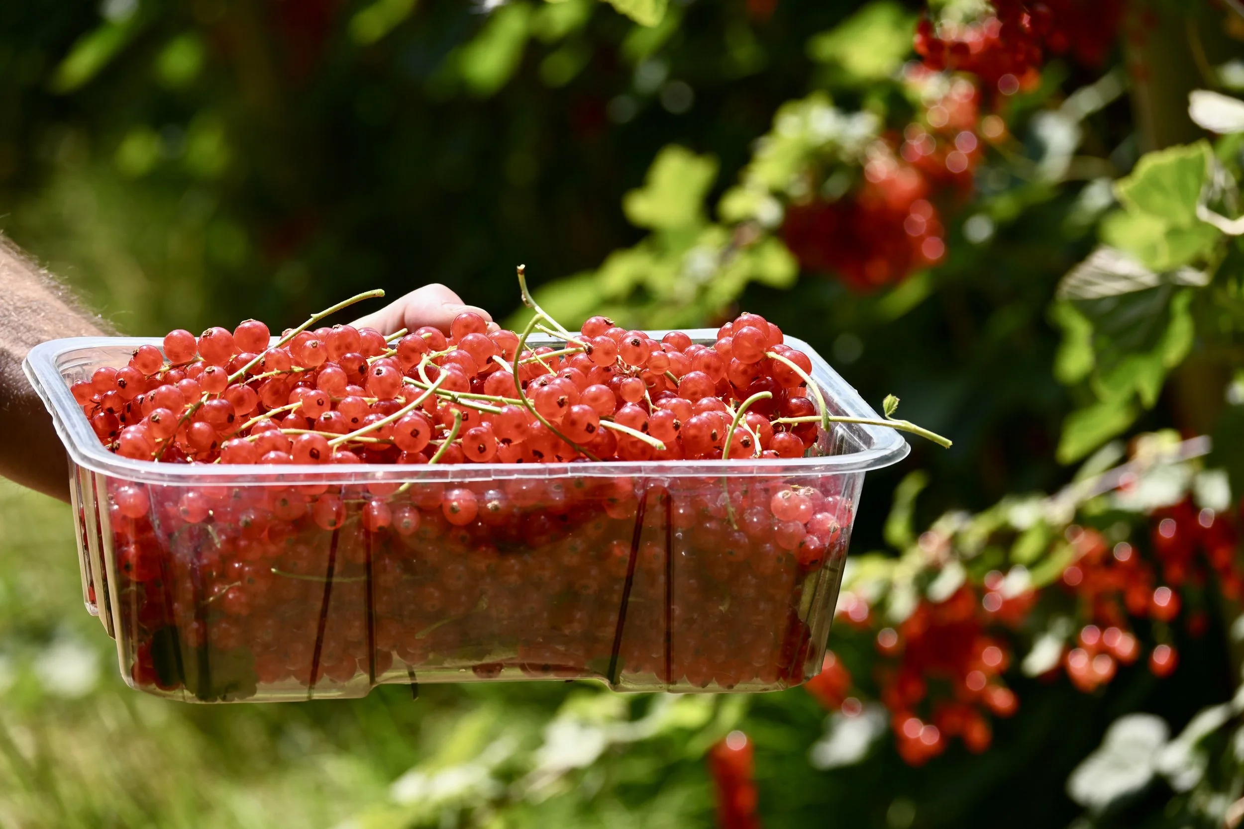 redcurrant fields at Rectory Farm Oxford